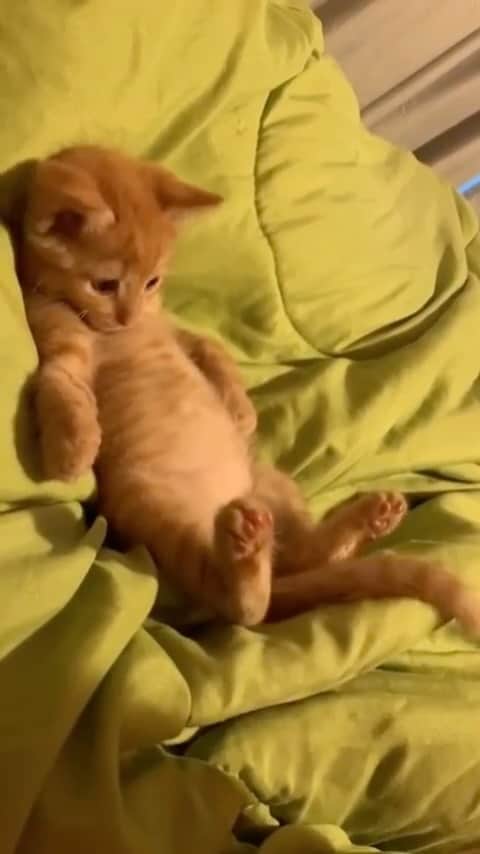 アリシア・シルヴァーストーンのインスタグラム：「I can’t stop looking at my cool new toy attached to my body! 🐱」
