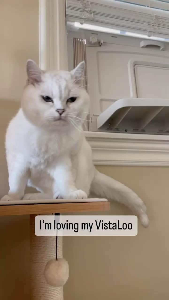 ミスター・ホワイトのインスタグラム：「In my VistaLoo, I can do my business or watch birds and lizards!🐦‍⬛ And when I come out, the odors stay out, fresh air stays in 🌬️ VistaLoo, the window-mounted litter box: bringing me to nature, safely!🍃 $100 off, and Free Shipping! Link in bio  #vistaloo #freshhome #litterboxsolutions」