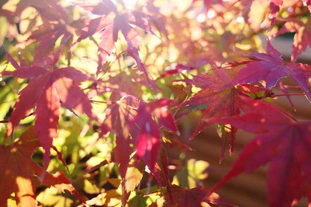 内山理名さんのインスタグラム写真 - (内山理名Instagram)「庭の紅葉がもうすぐ真っ赤に❤️ クリスマスに綺麗な赤でいっぱいになってくれるのは嬉しいな。  さて大好きなシーズンがやってきました。気分上げるのにNetflixでクリスマス関連の映画ばかり観てる！ SFやサスペンスが好きですが、寝る前に観るとそのまま夢みたりしちゃいます、、。 クリスマスの物語はハッピーなものばかりだから幸せな気持ちのままベッドに入れるなぁ💃」12月10日 10時23分 - rinauchiyama_official