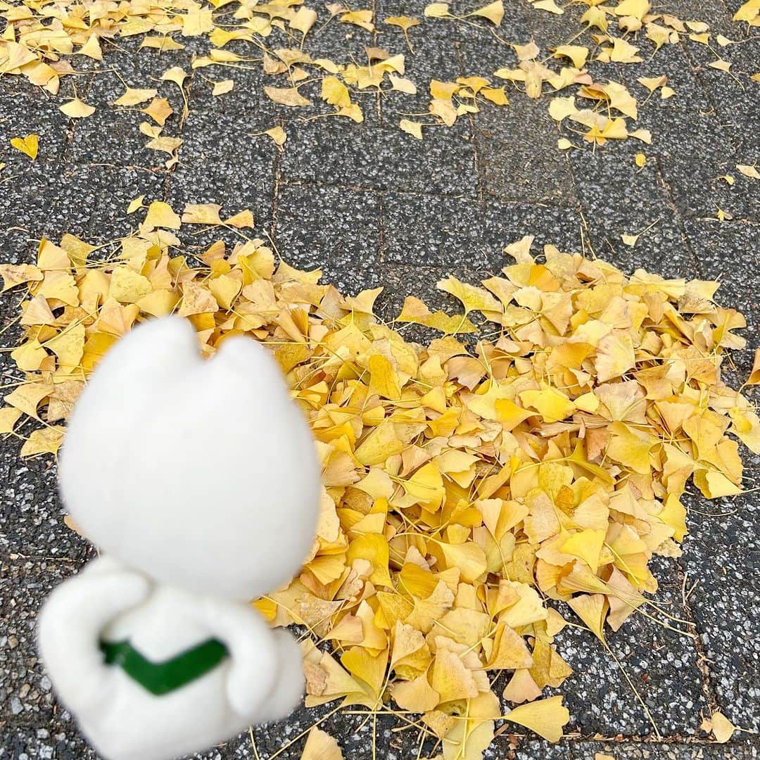 きいちゃんさんのインスタグラム写真 - (きいちゃんInstagram)「. きいちゃん、銀杏の木の落ち葉がたくさん落ちてたから、 落ち葉でハートを作ったよ💗  秋はもう終わりかな？ 今年の冬は雪が降るかな❄  #和歌山 #和歌山県 #wakayama #和歌山市 #和歌山県庁 #insta_wakayama #きいちゃん」12月10日 11時00分 - wakayamapref_pr