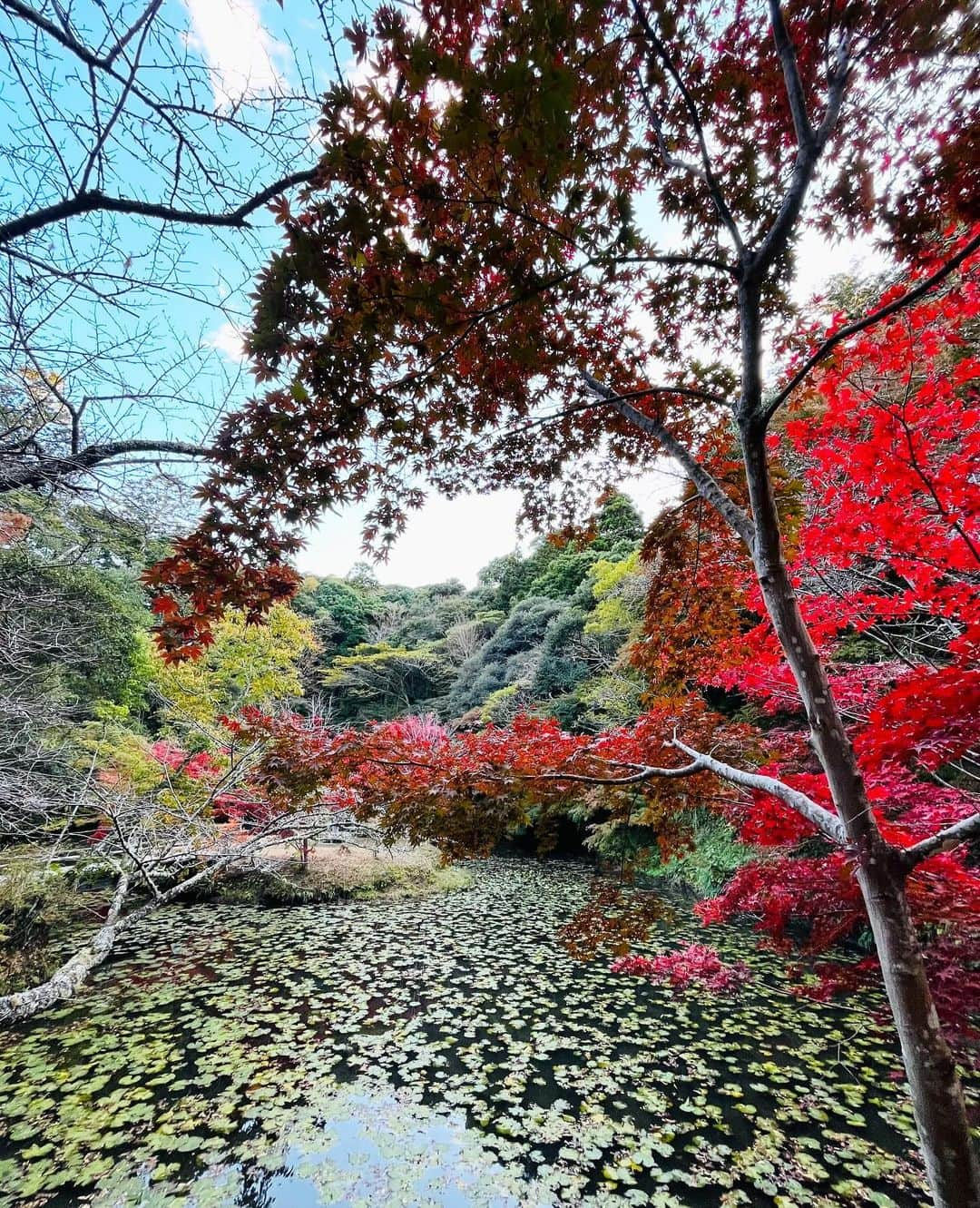 SHIHOさんのインスタグラム写真 - (SHIHOInstagram)「季節は「大雪」を迎え、今週13日は「事始め」で、新年の準備を始める"煤払い"の大掃除するのに良き日。  私は今日からお部屋のいろんな場所を 少しづつ綺麗に整理し始めようと思ってます✨  新しく公開中の @marisolmagazine オンライン 連載では、大好きなヨガやそこから インスパイアされていることについて書いてます。  週末の一息ついた時にでも、読んでみてくださいね。  계절은 '대설'을 맞이하고, 이번 주 13일은 '시무식'으로 새해 준비를 시작하는 '매불' 의 대청소하기 좋은 날.  저는 오늘부터 방의 여러 장소를 조금씩 깔끔하게 정리하기 시작하려구요✨  새롭게 공개중인 @marisolmagazine 온라인 연재에서는, 제일 좋아하는 요가나 거기서부터 영감을 받고 있는 것에 대해서 쓰고 있어요.  주말에 한숨 돌렸을 때 읽어보세요.  #marisol #flow #life #essay  #マリソル #オンライン #連載 #24節気 #きらみずき #滋賀県 #オーガニック米 #마리솔 #온라인 #연재 #24절기 #키라미즈키 #시가현 #유기농쌀」12月10日 11時25分 - shiho_style