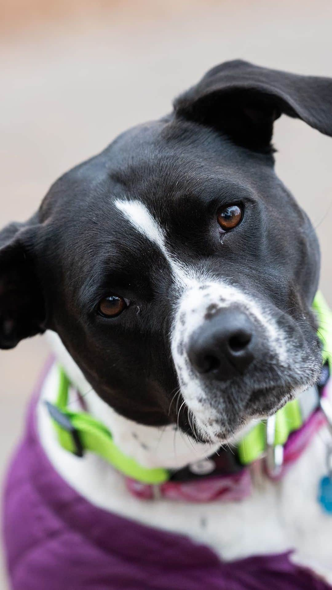 The Dogistのインスタグラム：「Frances, mix (5 y/o), Fort Greene Park, Brooklyn, NY • “She’s very friendly, very people and family-oriented. She sneaks the cat food, and she goes into the kitty litter. She plucks out the ‘truffles.’ I’ve had a couple of dogs, and she’s probably the best personality.” A rescue via @trinafriendsk9rescue   Comment below if your dog is also a “truffle hunter”?」