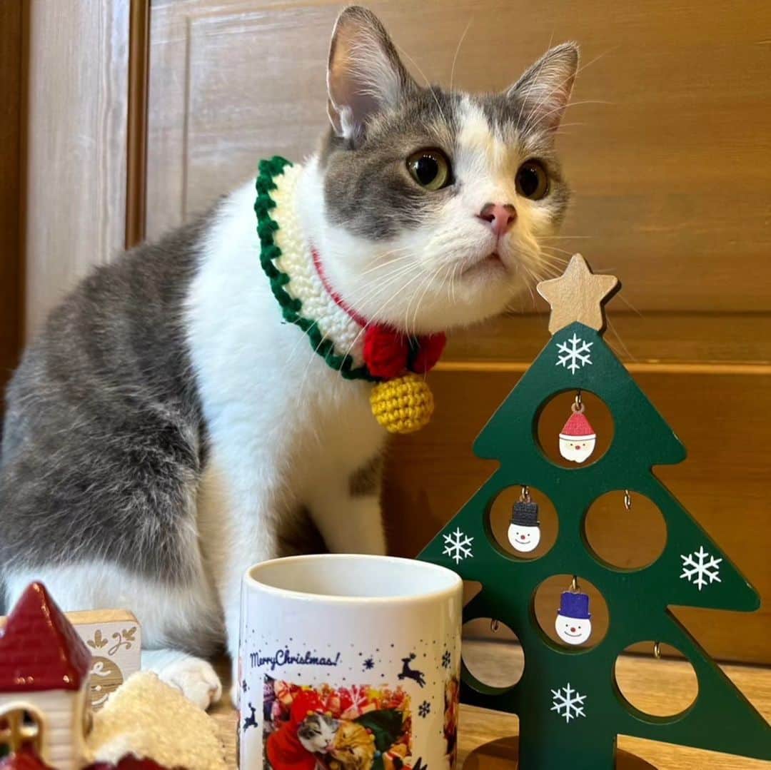 Z李のインスタグラム：「こはだは本当に偉い猫。  お前が人間だったら金いっぱいあげたりどこか連れてったりとか出来る限りの事をしてあげたいけど、猫だからクリスマスプレゼントはちゅ～るなんだけど。  新しい保護猫が来ると施設に慣らすために案内したりペロペロしたり、そんな生活をもう２年か。  こはだ、いつもありがとうな。  #愛猫 #神猫」