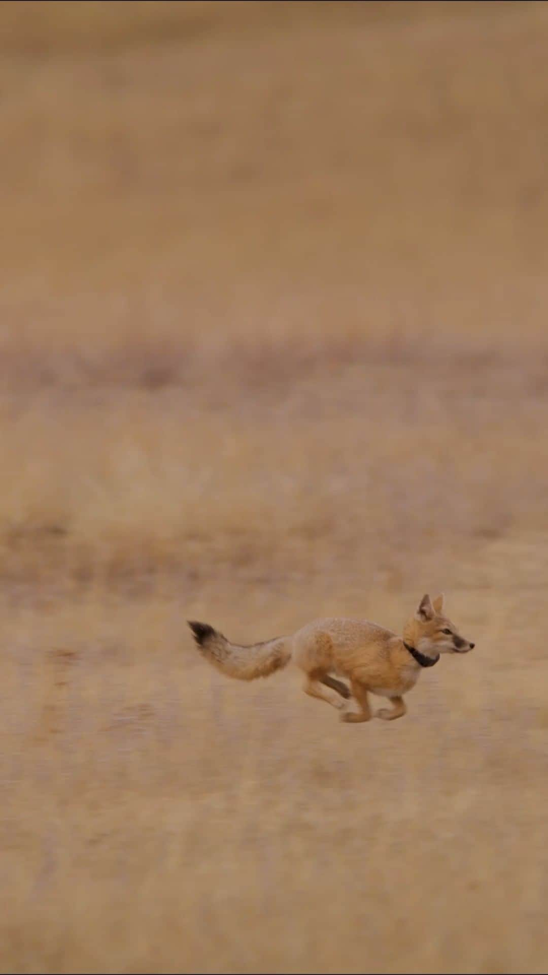 スミソニアン国立動物園のインスタグラム：「“We have something to celebrate. Life, another reintroduction, a part of the puzzle being put back together.” – George Horse Capture, Jr., Aaniiih Nation   Nearly 90 years after human intervention drove the swift fox nearly to the brink of extinction, the Aaniiih and Nakoda Tribes of the Fort Belknap Indian Community welcomed the tiny canid back to Fort Belknap Indian Reservation.  Check out the short film, “The Return of Nóouhàh-Toka’na” Dec. 14 to learn how the Aaniiih and Nakoda Tribes of the Fort Belknap Indian Community and Smithsonian scientists have teamed up to restore the iconic species of the American prairie. #SwiftFoxSaga」