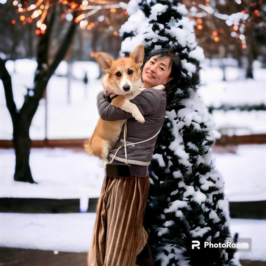 橋本志穂のインスタグラム：「この子はステラ 先日４日ほど預かって、 山の家に連れてった時の写真。 雪なんか降ってなかったけど 面白いアプリ見つけて背景変えられることを知った❣️  ステラ、甘えっ子で可愛いの🩷  #コーギー #corgi #犬のいる暮らし」