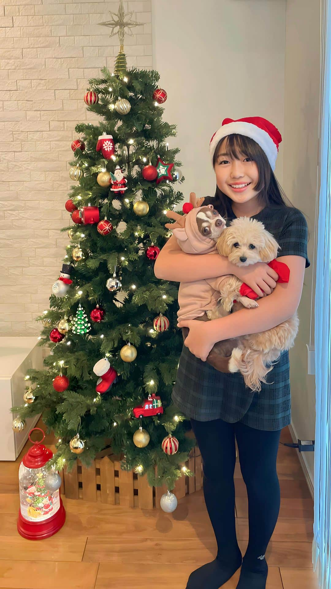 かなのインスタグラム：「やっっとクリスマスの準備が整った🎄 ． 力翔が野球行ってる間に 杏奈が開封して頑張ってくれたよ🎁💕 野球のお弁当作りたいとか 夜ご飯杏奈が作りたいとか 色々手伝ってくれて本当に優しい杏奈🥹💖 ． 今年のクリスマスも楽しみだね〜😍 ． ． #クリスマス#クリスマスツリー#娘#小学生#マイホーム#ニトリ#開封#チワワ#マルプー#christmas#christmastree#xmas#francfranc#myhome#reelsinstagram」