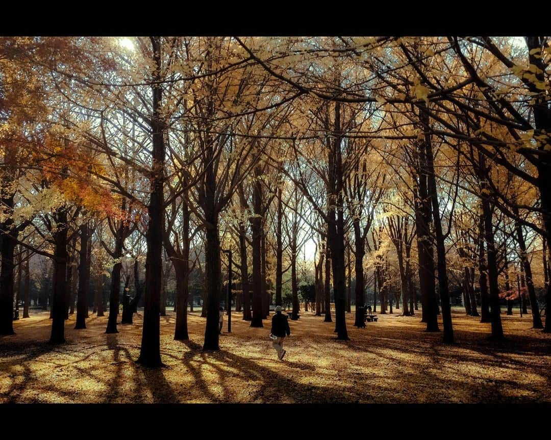 kazhixさんのインスタグラム写真 - (kazhixInstagram)「Tokyo Rhapsody  -Forest in the city-  今年は紅葉もう終わっちゃったかな？ 撮りに行けなかった😣  shot on iphone7  #映画のワンシーンのような一枚を   #ShotoniPhone #apple #instagram  #igersjp #HelloFrom Tokyo #ファインダー越しの私の世界  #tokyocameraclub #mst_photo #daily_photo_jpn #tokyoartsandculture #JapanCityBlues #TokyoTokyo #streetfinder #eyephotomagazine #cinema_streets  #urbanromantix #street_avengers #streetleaks #sublimestreet #streets_storytelling #storyofthestreet #streetsgrammer #streetmoment #voidtokyo  #streetgrammers #shadow_magazine #subshooters  #cinematicshine」12月10日 7時38分 - kazhix