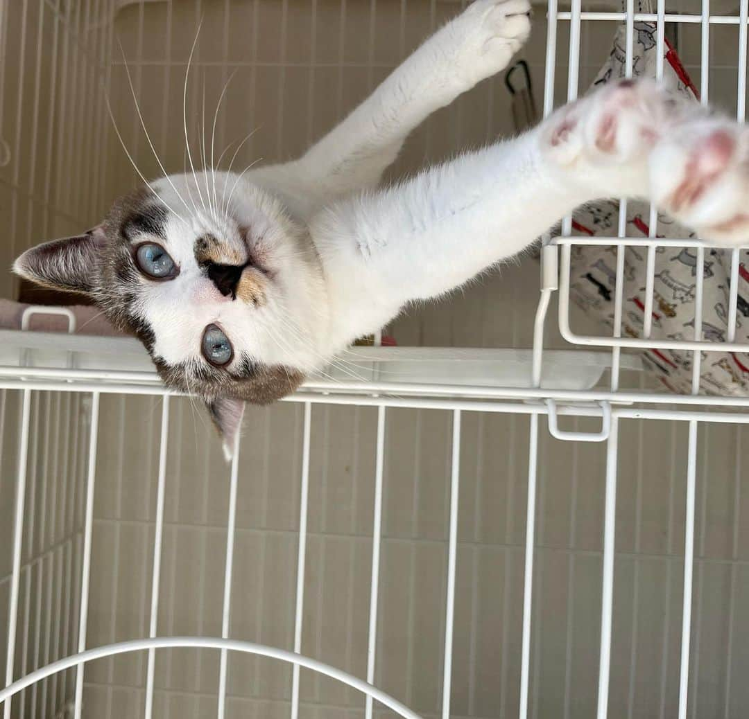 小野真弓さんのインスタグラム写真 - (小野真弓Instagram)「どーも😆🐾 お久しぶりのちりんくんにゃ🐼🧡  ぼくは〜 今回、アルバイトに来たにゃーよ( ´ ▽ ` )✨  別部屋くーちゃん🐈‍⬛と、アオナナ🐯🐯の 同じ部屋生活、大作戦⚡️ アオナナは、ぼくの事を慕っているので〜 バランスを取ってほしい！とのこと〜🙋‍♀️😆  なかなか難しいお仕事だけど みんなぼくを頼るから〜 頑張ってみるにゃ😆🐾  とりあえず〜 くーちゃんが出てきても、追いかけ回さず、 ごろごろのんびりちて〜💤 アオナナに、 動じない、っていう御手本を、見せてるところーー  アオナナは、いちいち大騒ぎ。 まだまだだにゃあ🐯🐯🤷  おかーさんは、首肩痛いって、 動きがロボットみたいにゃ😂🤖 お外の猫活動、張り切り過ぎー！ ちゃんとバランス考えなさい、って言っておいたにゃ😤  みんな何かと戦ってる〜😂  今日もそれぞれ、無理せず 良い一日にするにゃよ☺️🍀  ちりんくんでちた😆🐾  #お泊まり猫#ちりんくん #ついてすぐ日常#ついてすぐボス猫#さすが #犬と猫のいる暮らし#犬猫日記  #野良猫共存計画#野良猫出身#びびひんちょ#黒猫#くーちゃん#元野良#家猫修行 #みんな仲良く暮らしたい」12月10日 8時49分 - hanaharuaroi