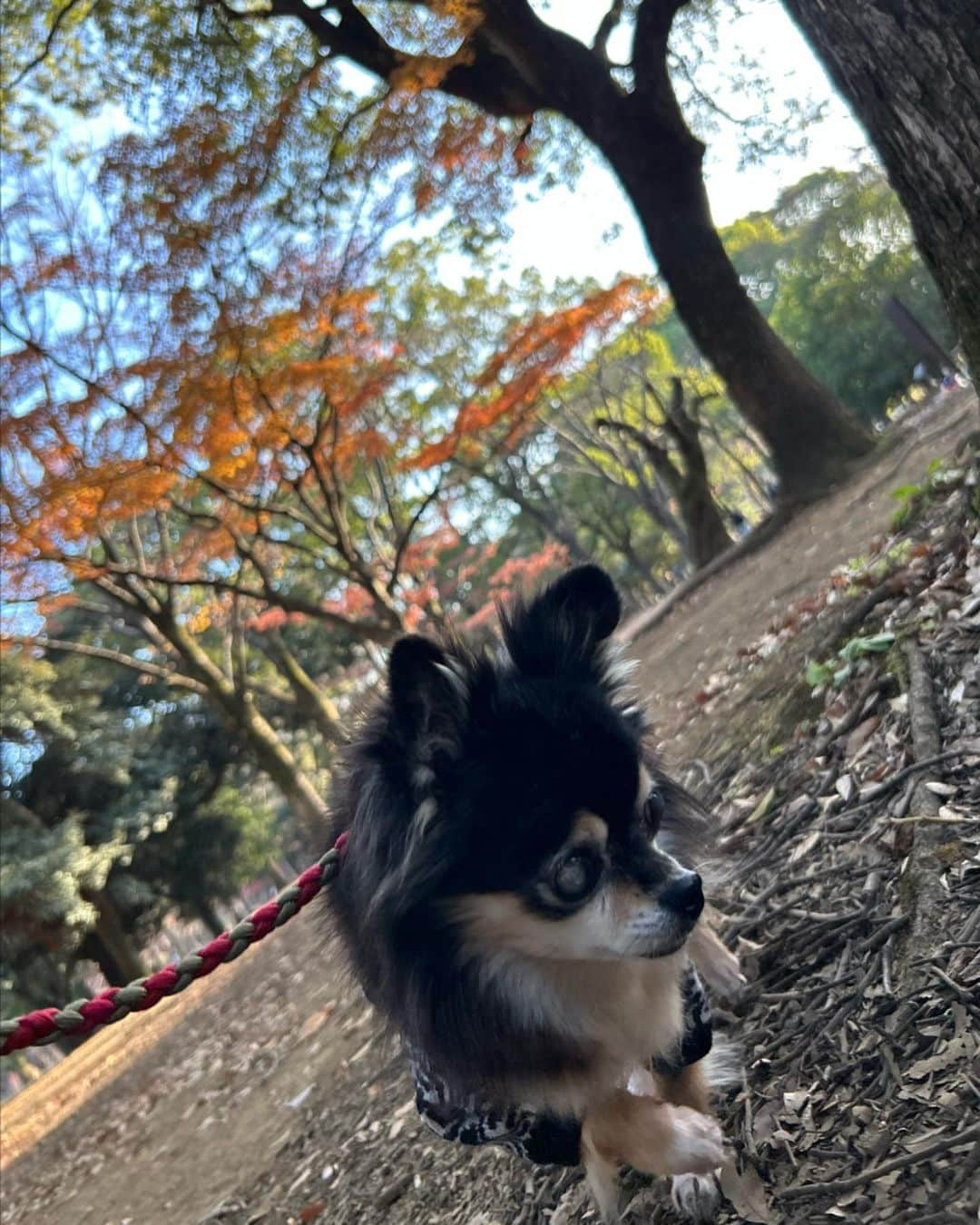 前田ゆうさんのインスタグラム写真 - (前田ゆうInstagram)「やっほい＼(^o^)／ 昨日は久しぶりに公園へ☀️❣️ たぶんそんな久しぶりじゃないけど公園へいくことが多すぎて少しあくと久しぶりな感じがする🤲✨  相変わらずマイペース犬🐶やから全然ドッグランでは楽しめず、、、 匂くんくんしてあそんでました🍂 寒くなったりやけど最近あったかい日が続いててうれしいな😍もうさぶくなるやんな🍂よし‼️あったかいうちにたくさん動くぞーーーーー😆  しかし化粧すること減ったからマツゲパーマされてないとやっぱりしっくりこない🥲 @lovecurl.sancha いかなきゃ😋❣️ マツゲに関してはほんといろんなお店いってきたけどラブカールがいちばんダイスキ💕✨ かなり長く通わせてもらってます✨❤️」12月10日 9時11分 - yuu_maeda