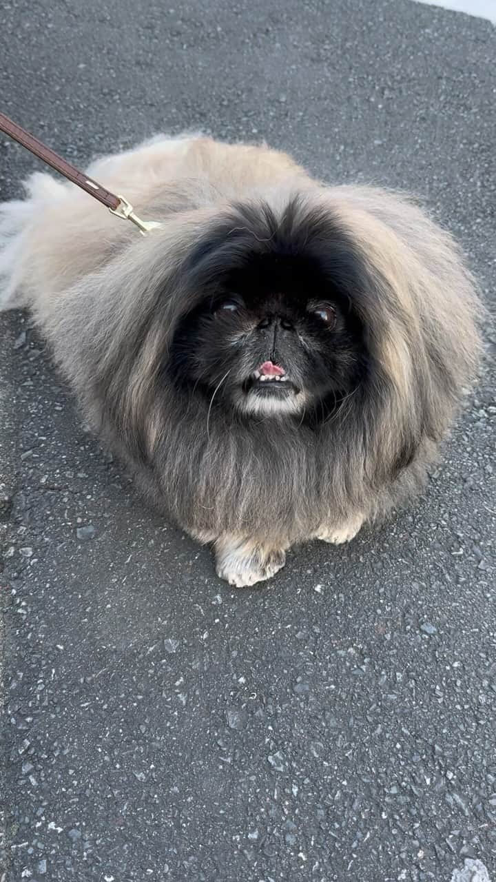 宮田和弥のインスタグラム：「退いて勝つ！好き良い日曜日を！by wom #ペキニーズ #PEKINGESE #京巴 #dog #dogs #ウォンチビ #いぬスタグラム #犬スタグラム #いぬすた #宮田和弥 #wom #ウォンチビ」