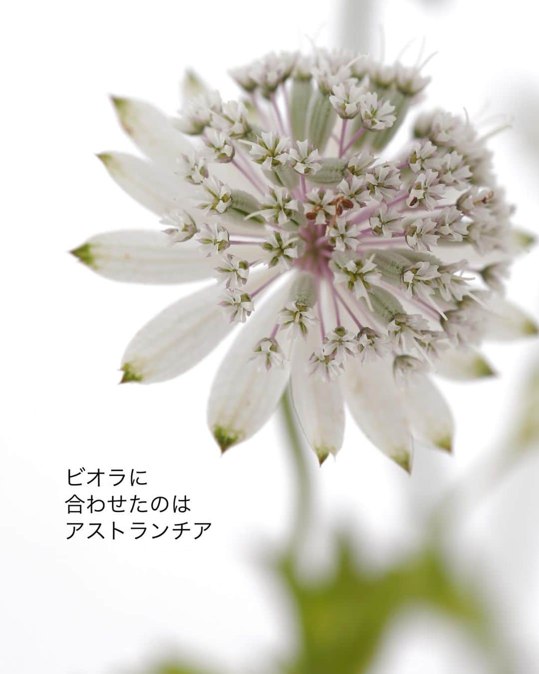 雑誌『花時間』さんのインスタグラム写真 - (雑誌『花時間』Instagram)「冬のお楽しみといえば、ビオラ！　育てている方は多そうですね。  花時間（@hanajikan_magazine）です。  私も大のビオラファン💕　ここ最近は育種ビオラを入手できずにいますが、お花屋さんや園芸店で買える範囲で、いちばんかわいい子を選んでお迎えしています。  真冬でも、元気いっぱいに咲くビオラやパンジー。  花が咲き終わったら、花芽がつく、すぐ上でカットしますよね。  どうせ切るなら、たまには器にいけて楽しみましょうよ。  溺れてしまわぬように、小さな器にちょこん🎵  どんなお相手を合わせようかと、思案することも楽しいんです。  オススメ五つ星✌️✌️✌️✌️✌️  ちなみに、この秋、購入したコスモスは、まだお花を咲かせ続けています。年越しも夢ではない？？？  では、本日もお疲れさまでした🍵  明日からの1週間も元気smile😊😊😊で頑張りましょう！ by ピーターパン  アストランチアの写真　@tanabe32   【花時間ニュース】 💜『花時間マルシェ』発、花の定期便が大好評🥰　世界でここだけのバラと旬花が届く嬉しいサービスです💕  💜『花時間』の2024年カレンダー、大好評発売中！  💜『花時間2023秋』〈花屋さんへ行こう〉大好評発売中！  💜『花と短歌でめぐる 二十四節気 花のこよみ』大好評発売中  すべて @hanajikan_magazine のプロフィールのリンクから飛べます✈️  『花時間』本誌や書籍は全国の書店、ネット書店でも発売中✨  #花時間  #ビオラ #violaflowers  #パンジー #ビオラが好き  #アストランチア #小さな花が好き  #小さなアレンジ  #フラワーアレンジ #花が好き #花が好きな人と繋がりたい  #花を飾る  #花を飾る生活 #花屋さんへ行こう」12月10日 19時20分 - hanajikan_magazine
