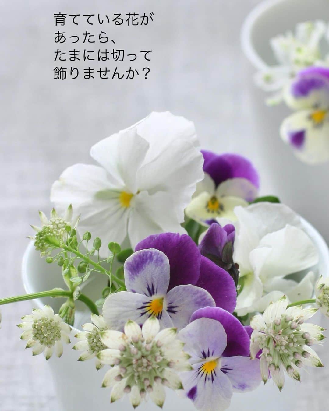 雑誌『花時間』さんのインスタグラム写真 - (雑誌『花時間』Instagram)「冬のお楽しみといえば、ビオラ！　育てている方は多そうですね。  花時間（@hanajikan_magazine）です。  私も大のビオラファン💕　ここ最近は育種ビオラを入手できずにいますが、お花屋さんや園芸店で買える範囲で、いちばんかわいい子を選んでお迎えしています。  真冬でも、元気いっぱいに咲くビオラやパンジー。  花が咲き終わったら、花芽がつく、すぐ上でカットしますよね。  どうせ切るなら、たまには器にいけて楽しみましょうよ。  溺れてしまわぬように、小さな器にちょこん🎵  どんなお相手を合わせようかと、思案することも楽しいんです。  オススメ五つ星✌️✌️✌️✌️✌️  ちなみに、この秋、購入したコスモスは、まだお花を咲かせ続けています。年越しも夢ではない？？？  では、本日もお疲れさまでした🍵  明日からの1週間も元気smile😊😊😊で頑張りましょう！ by ピーターパン  アストランチアの写真　@tanabe32   【花時間ニュース】 💜『花時間マルシェ』発、花の定期便が大好評🥰　世界でここだけのバラと旬花が届く嬉しいサービスです💕  💜『花時間』の2024年カレンダー、大好評発売中！  💜『花時間2023秋』〈花屋さんへ行こう〉大好評発売中！  💜『花と短歌でめぐる 二十四節気 花のこよみ』大好評発売中  すべて @hanajikan_magazine のプロフィールのリンクから飛べます✈️  『花時間』本誌や書籍は全国の書店、ネット書店でも発売中✨  #花時間  #ビオラ #violaflowers  #パンジー #ビオラが好き  #アストランチア #小さな花が好き  #小さなアレンジ  #フラワーアレンジ #花が好き #花が好きな人と繋がりたい  #花を飾る  #花を飾る生活 #花屋さんへ行こう」12月10日 19時20分 - hanajikan_magazine