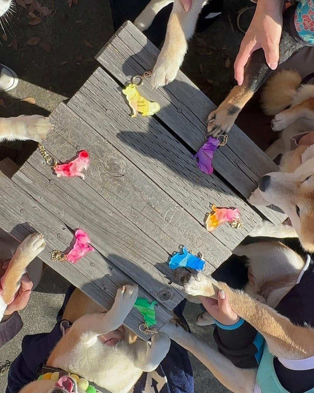 柴犬小雨さんのインスタグラム写真 - (柴犬小雨Instagram)「・ 🎅柴クリパ🎄 ・ ・ 仲良し柴ちゃん達と毎年恒例のクリスマス会🤶 大阪から帰ってきた寧々ちゃんにも会えたよ💕  貸し切りドッグランで遊んでたら、偶然にもパピーの頃よく遊んでもらってたラン仲間が隣のエリアに! 大好きなナルトくん、飴ちゃん、パパ、ママに会えて、大興奮の小雨さん🐶 ヒコーキ耳で喜んでました❤️  遊んだ後は、みんなでランチ🍽️ プレゼント交換では、こさめはむぎももちゃんのが当たったよ🎁 可愛いボール、遊ぶの楽しみだね🤭  そして、こはるんママからみんなに名前入りのチャームのプレゼントも❣️ それぞれのイメージに合った色で、とっても素敵✨ 大切に使わせてもらいます🙇‍♀️ 予約してくれた雷ママ、むぎももママもありがとう🙏💕  ♡thank you♡ @madosan0831  @mugi6momo7  @kur0t0n  @mi_ki3541  @fuku.1005  @nene.2020425   今年も一緒に過ごせたことに感謝🍀  ・ ・ #shiba_snap #shibamania #petstagram #dog  #shibadog #petstagram #pet #shiba #shibainu #shibaaaaainu #shibastagram #愛媛観光#dogstagram #子犬#仔犬#松山#愛媛グルメ #松山カフェ #松山ランチ#ペットokカフェ #豆柴#まめしば#しばいぬ #愛媛旅行 #しばけん #ペット#小狗#柴犬#犬#柴犬小雨#シバイヌ」12月10日 19時23分 - fuji_jun1205