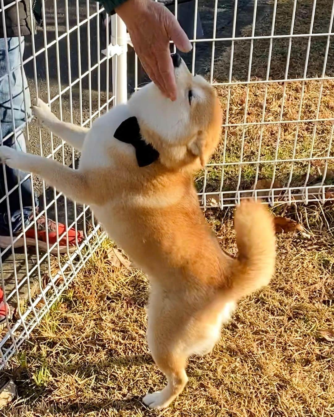 柴犬小雨さんのインスタグラム写真 - (柴犬小雨Instagram)「・ 🎅柴クリパ🎄 ・ ・ 仲良し柴ちゃん達と毎年恒例のクリスマス会🤶 大阪から帰ってきた寧々ちゃんにも会えたよ💕  貸し切りドッグランで遊んでたら、偶然にもパピーの頃よく遊んでもらってたラン仲間が隣のエリアに! 大好きなナルトくん、飴ちゃん、パパ、ママに会えて、大興奮の小雨さん🐶 ヒコーキ耳で喜んでました❤️  遊んだ後は、みんなでランチ🍽️ プレゼント交換では、こさめはむぎももちゃんのが当たったよ🎁 可愛いボール、遊ぶの楽しみだね🤭  そして、こはるんママからみんなに名前入りのチャームのプレゼントも❣️ それぞれのイメージに合った色で、とっても素敵✨ 大切に使わせてもらいます🙇‍♀️ 予約してくれた雷ママ、むぎももママもありがとう🙏💕  ♡thank you♡ @madosan0831  @mugi6momo7  @kur0t0n  @mi_ki3541  @fuku.1005  @nene.2020425   今年も一緒に過ごせたことに感謝🍀  ・ ・ #shiba_snap #shibamania #petstagram #dog  #shibadog #petstagram #pet #shiba #shibainu #shibaaaaainu #shibastagram #愛媛観光#dogstagram #子犬#仔犬#松山#愛媛グルメ #松山カフェ #松山ランチ#ペットokカフェ #豆柴#まめしば#しばいぬ #愛媛旅行 #しばけん #ペット#小狗#柴犬#犬#柴犬小雨#シバイヌ」12月10日 19時23分 - fuji_jun1205