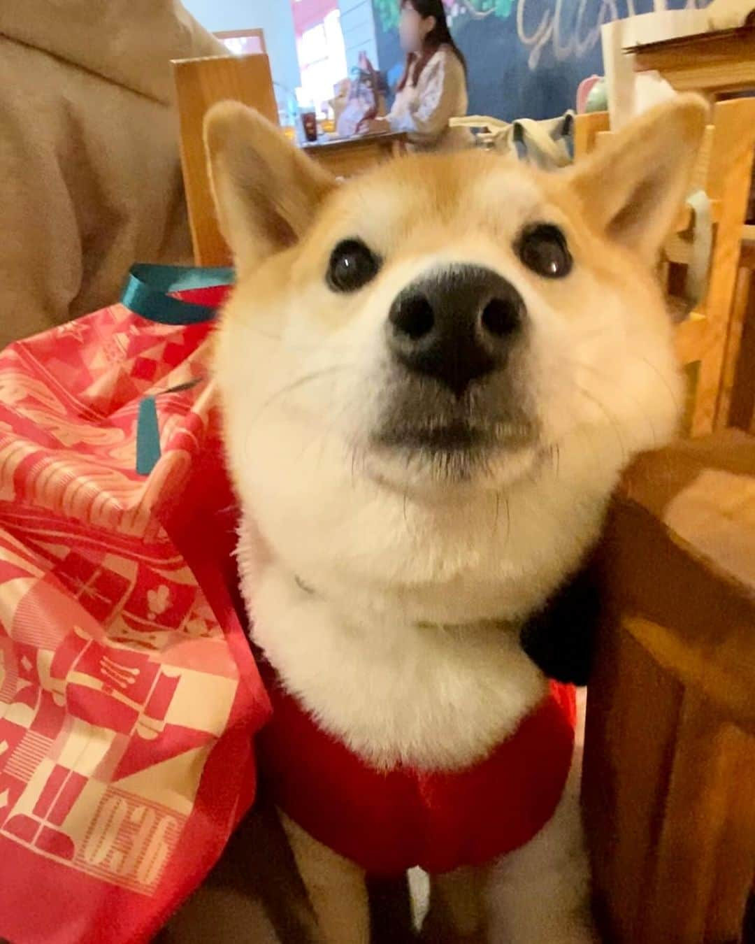 柴犬小雨のインスタグラム