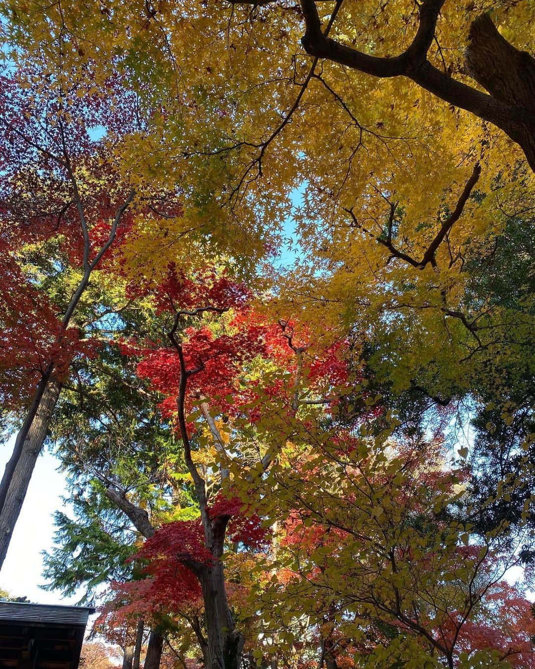 鈴原ゆりあさんのインスタグラム写真 - (鈴原ゆりあInstagram)「心の外に意識を向ける事は 隙間、隙間で必要みたいです🍁 皆さんご自愛ください🍁」12月10日 19時31分 - suzuhara_yuria