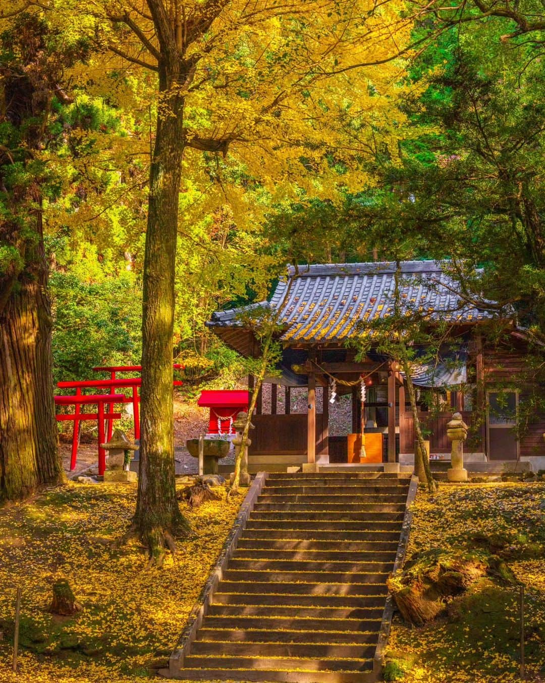 鹿児島よかもん再発見さんのインスタグラム写真 - (鹿児島よかもん再発見Instagram)「日置市吹上町の伊作南方神社へ＼(^o^) R5/12/2  素晴らしい！ ただただ、ため息と共にそんな言葉が出ました  この神社が注目されるのは、8月にある伊作太鼓踊りの奉納の際だと思うのですが、いやーそれだけでは勿体無さすぎる！！  私、ここにイチョウの様子を探りに2週連続で1時間近く滞在しましたが誰もこない…  なんと勿体無いことか！  とにかく定期的にお詣りしたくなる、素晴らしい雰囲気の神社でした！  #鹿児島 #鹿児島紅葉 #鹿児島観光 #日置市 #日置市吹上町 #南方神社 #伊作 #伊作南方神社 #鹿児島の自然 #鹿児島の風景 #紅葉 #イチョウ #kagoshima #kagoshimaphoto  #kagoshimaphotograph  #japan  #kyusyu」12月10日 19時32分 - kagoshimayokamon