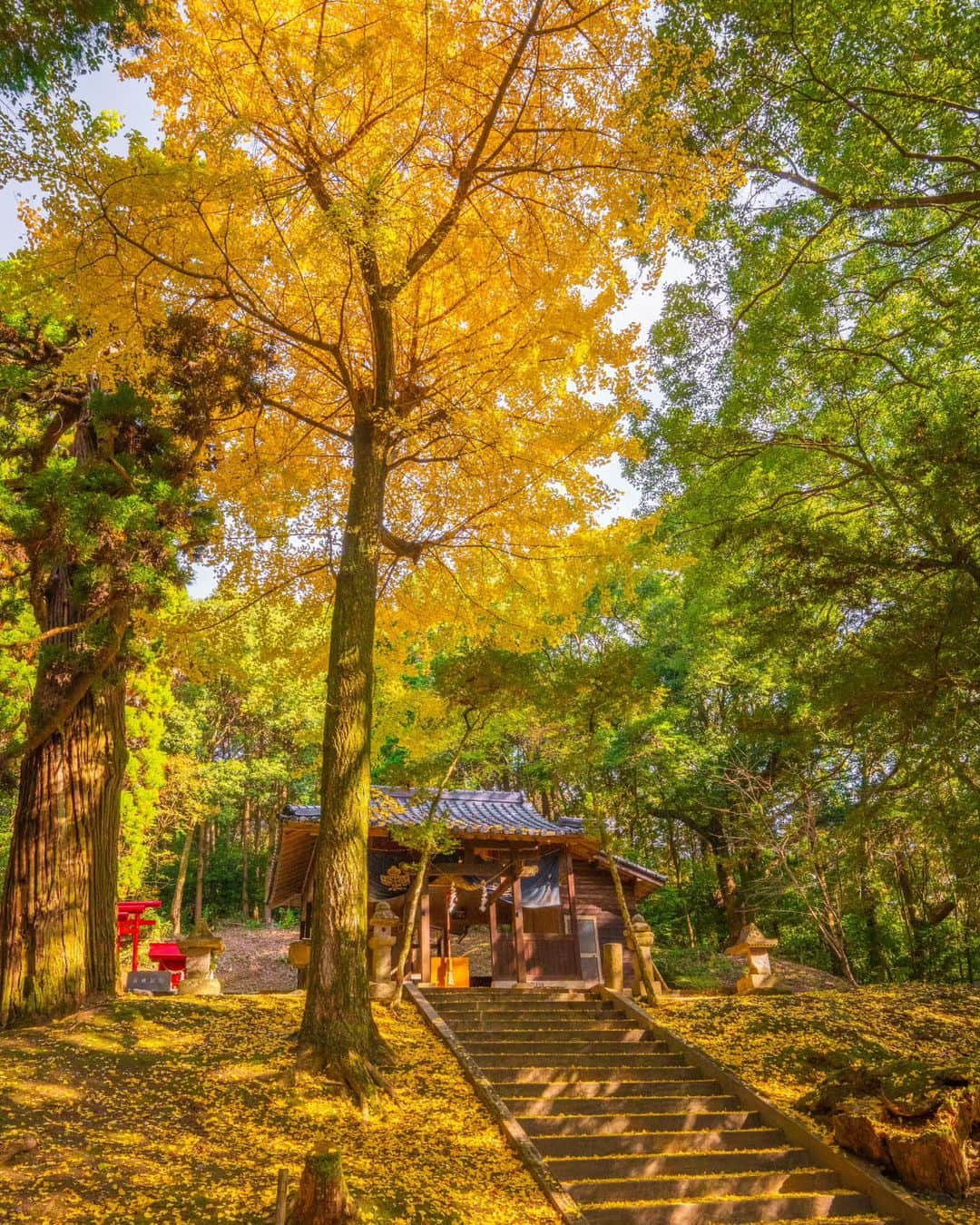 鹿児島よかもん再発見さんのインスタグラム写真 - (鹿児島よかもん再発見Instagram)「日置市吹上町の伊作南方神社へ＼(^o^) R5/12/2  素晴らしい！ ただただ、ため息と共にそんな言葉が出ました  この神社が注目されるのは、8月にある伊作太鼓踊りの奉納の際だと思うのですが、いやーそれだけでは勿体無さすぎる！！  私、ここにイチョウの様子を探りに2週連続で1時間近く滞在しましたが誰もこない…  なんと勿体無いことか！  とにかく定期的にお詣りしたくなる、素晴らしい雰囲気の神社でした！  #鹿児島 #鹿児島紅葉 #鹿児島観光 #日置市 #日置市吹上町 #南方神社 #伊作 #伊作南方神社 #鹿児島の自然 #鹿児島の風景 #紅葉 #イチョウ #kagoshima #kagoshimaphoto  #kagoshimaphotograph  #japan  #kyusyu」12月10日 19時32分 - kagoshimayokamon