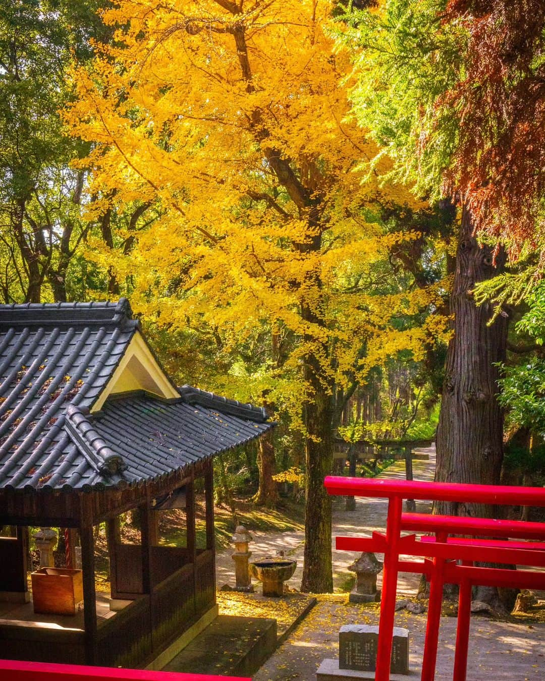 鹿児島よかもん再発見のインスタグラム：「日置市吹上町の伊作南方神社へ＼(^o^) R5/12/2  素晴らしい！ ただただ、ため息と共にそんな言葉が出ました  この神社が注目されるのは、8月にある伊作太鼓踊りの奉納の際だと思うのですが、いやーそれだけでは勿体無さすぎる！！  私、ここにイチョウの様子を探りに2週連続で1時間近く滞在しましたが誰もこない…  なんと勿体無いことか！  とにかく定期的にお詣りしたくなる、素晴らしい雰囲気の神社でした！  #鹿児島 #鹿児島紅葉 #鹿児島観光 #日置市 #日置市吹上町 #南方神社 #伊作 #伊作南方神社 #鹿児島の自然 #鹿児島の風景 #紅葉 #イチョウ #kagoshima #kagoshimaphoto  #kagoshimaphotograph  #japan  #kyusyu」