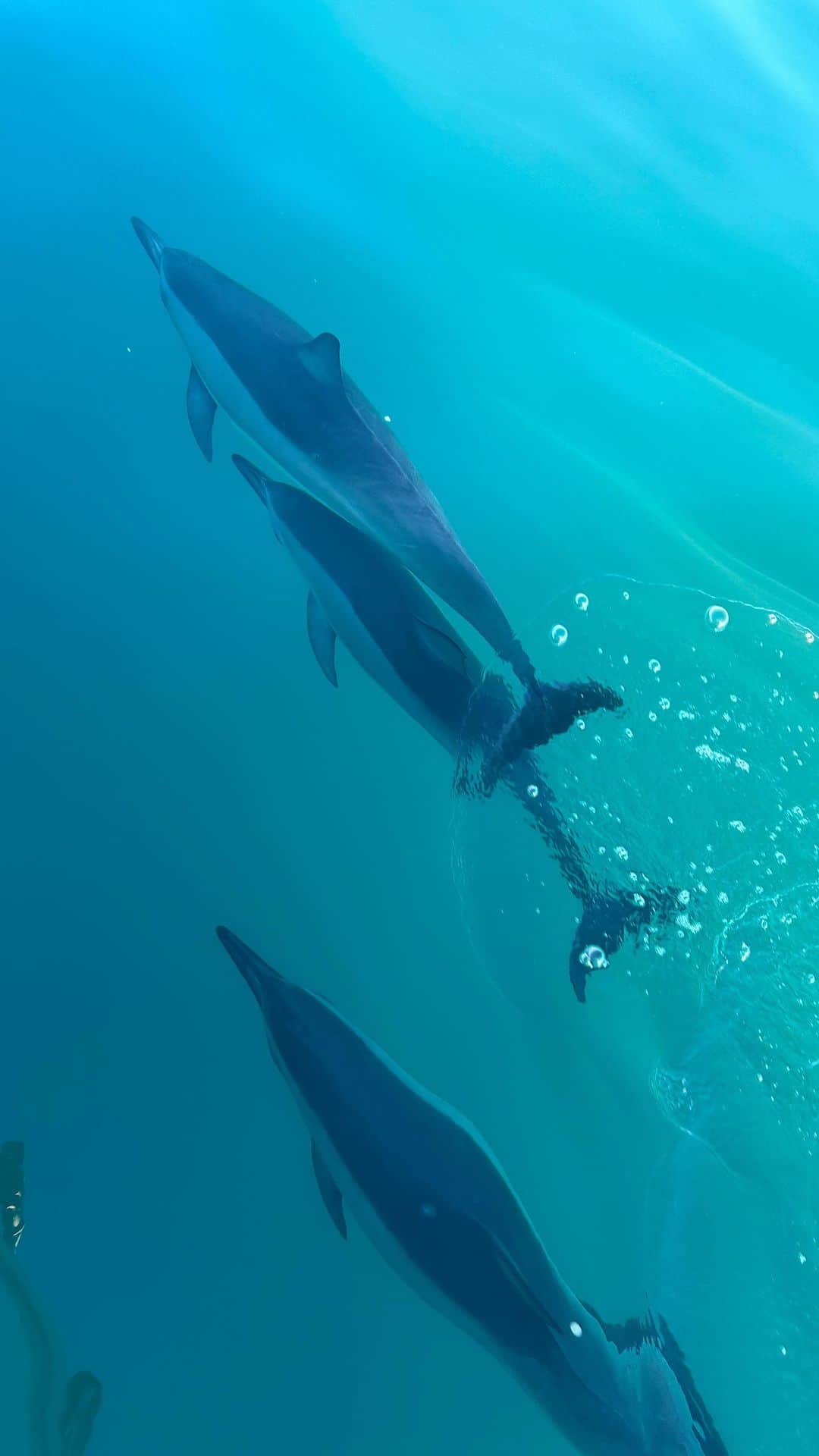野沢和香のインスタグラム：「カウアイ島に来ています🤍🤍🤍 大自然に毎日が感動😍🐬🐬🐬 子供の頃の夢はイルカの調教師でした😆 野生のイルカ見れて大興奮💃」