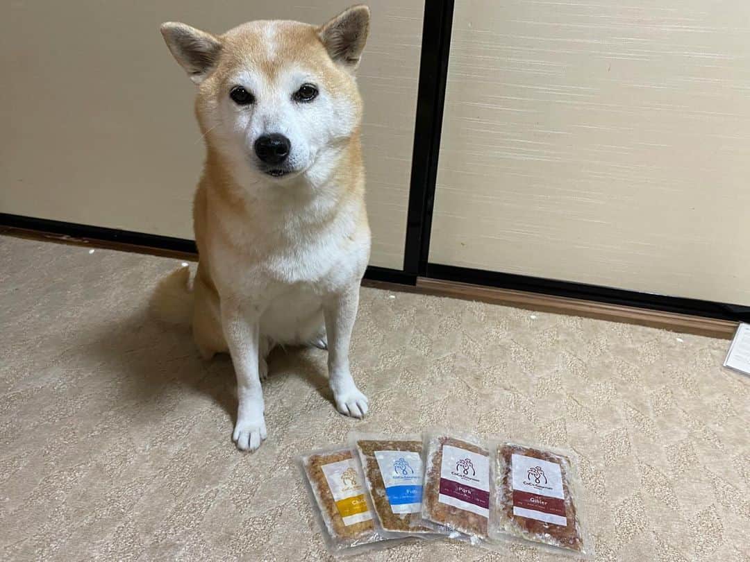 がんちゃんのインスタグラム：「最近犬友さん達がよく利用しているココグルメさん。とーーっても気になっていたところお試しさせてもらいました🙌  4種類の味のうちまずはてんちゃんが大好きなお魚🐟を。開封するとめちゃ美味しそうな香りー😍これは犬まっしぐら🐕と思い食べさせると…てんタッキーとも息をするのも忘れる勢いで怖い顔で食いつきました。食べ終わってもいつまでも空の器を舐める程‼️ 選り好み大魔王コタさんの頃にココグルメさんがあれば…と思いましたよ😭  ココグルメ4袋70%OFFの送料税込980円で購入できるお試しキャンペーン中だそうです🙌 　@coco_gourmet_official」