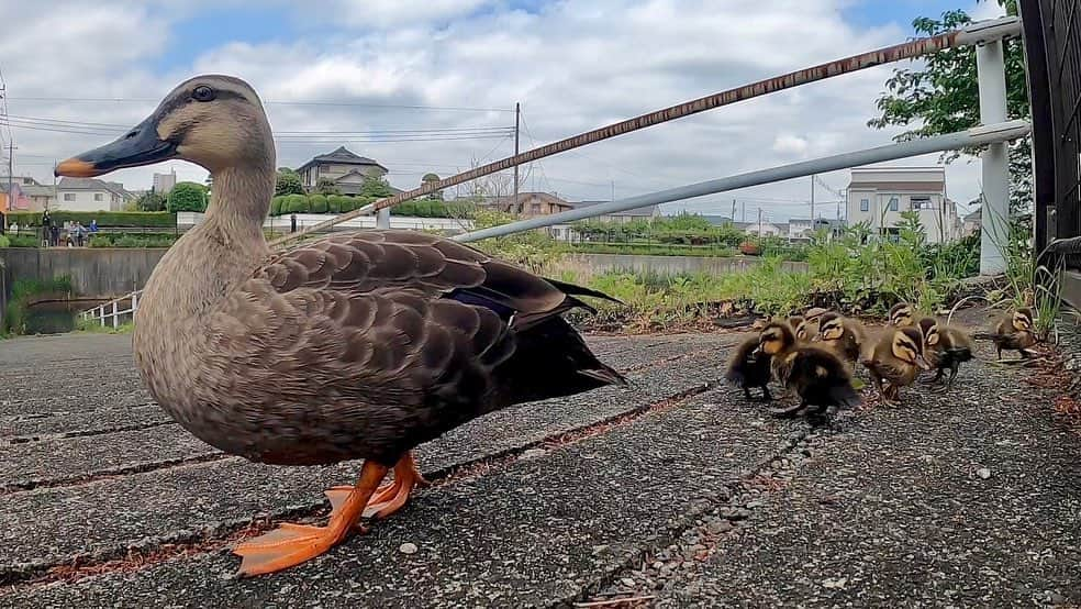 天才！志村どうぶつ園のインスタグラム