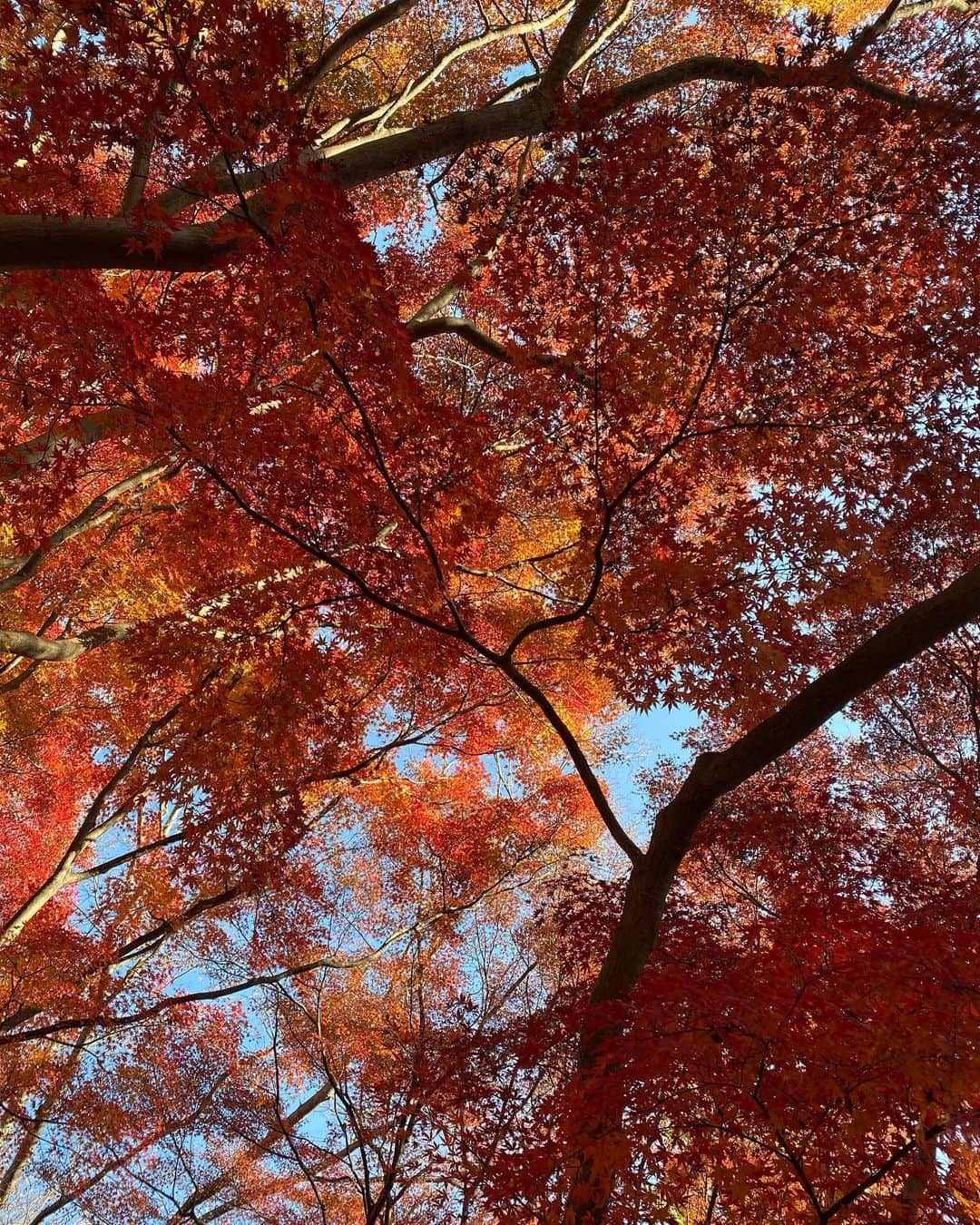 akkoさんのインスタグラム写真 - (akkoInstagram)「紅葉🍁の美しさにうっとりします😍☺️🤤 12月だけど、、 この暖かさに違和感はありますが、、 自然の恵みには、 常に感謝の気持ちを持っていたいものですね😊😊😊 #akko #akkostagram #mll」12月10日 20時34分 - mllakko