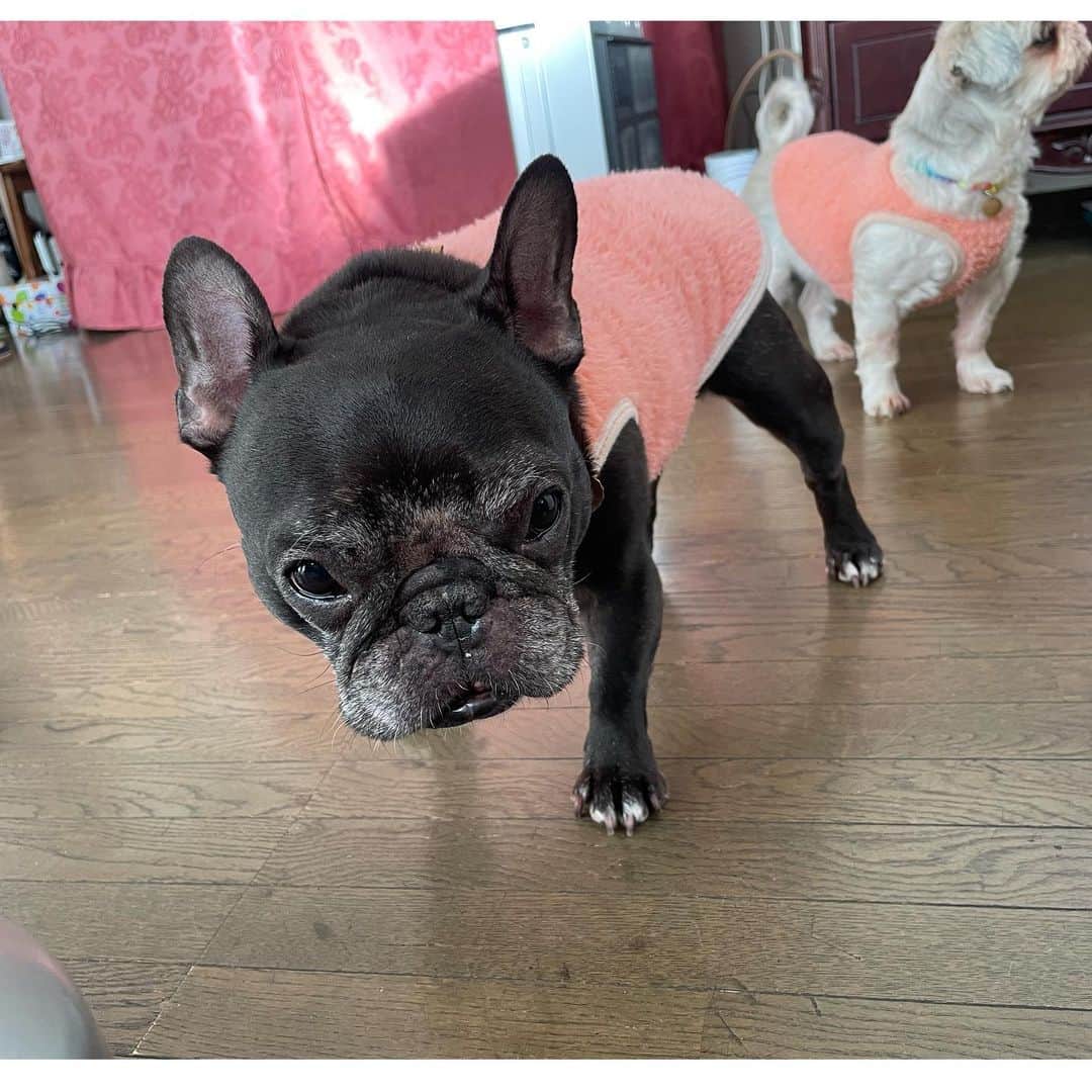 水沢史絵のインスタグラム：「実家に帰って預けてあるワンのもの達に会ってきた！ 今月中に引取りに行けるようにリハビリがんばるー」