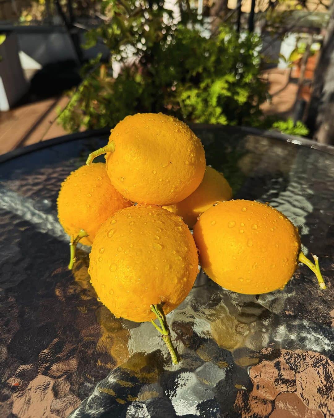 高岡早紀 のインスタグラム：「こんにちは。 なんて気持ちの良い日曜日でしょう。。 レモンを収穫。 太陽ありがとう。。」