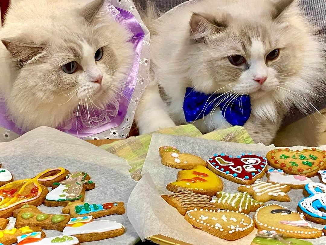 大森日雅さんのインスタグラム写真 - (大森日雅Instagram)「アイシングクッキー🔰🍪🩵 ふくちゃん♡はなちゃん🎀 ⁡ #猫 #アイシングクッキー #ねこ #ラグドール #お菓子作り #ねこのいる生活 #ふくまる #はなまる」12月10日 13時27分 - nichika_omori