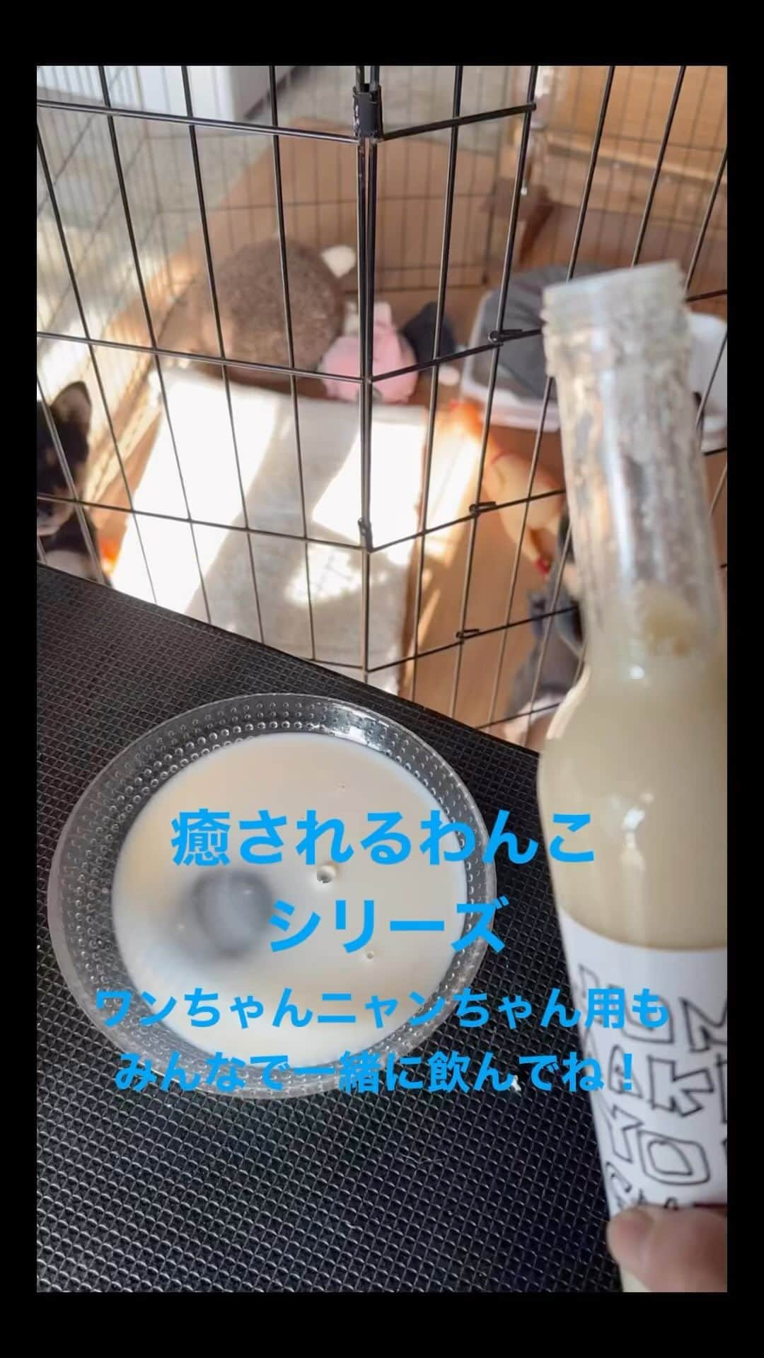 河本準一のインスタグラム：「動画は、癒しの 豆柴わんこちゃんシリーズ‼️  #河本準一 #準甘 #準組 @shin_ichifukuso  @shinichifukusokitchen」