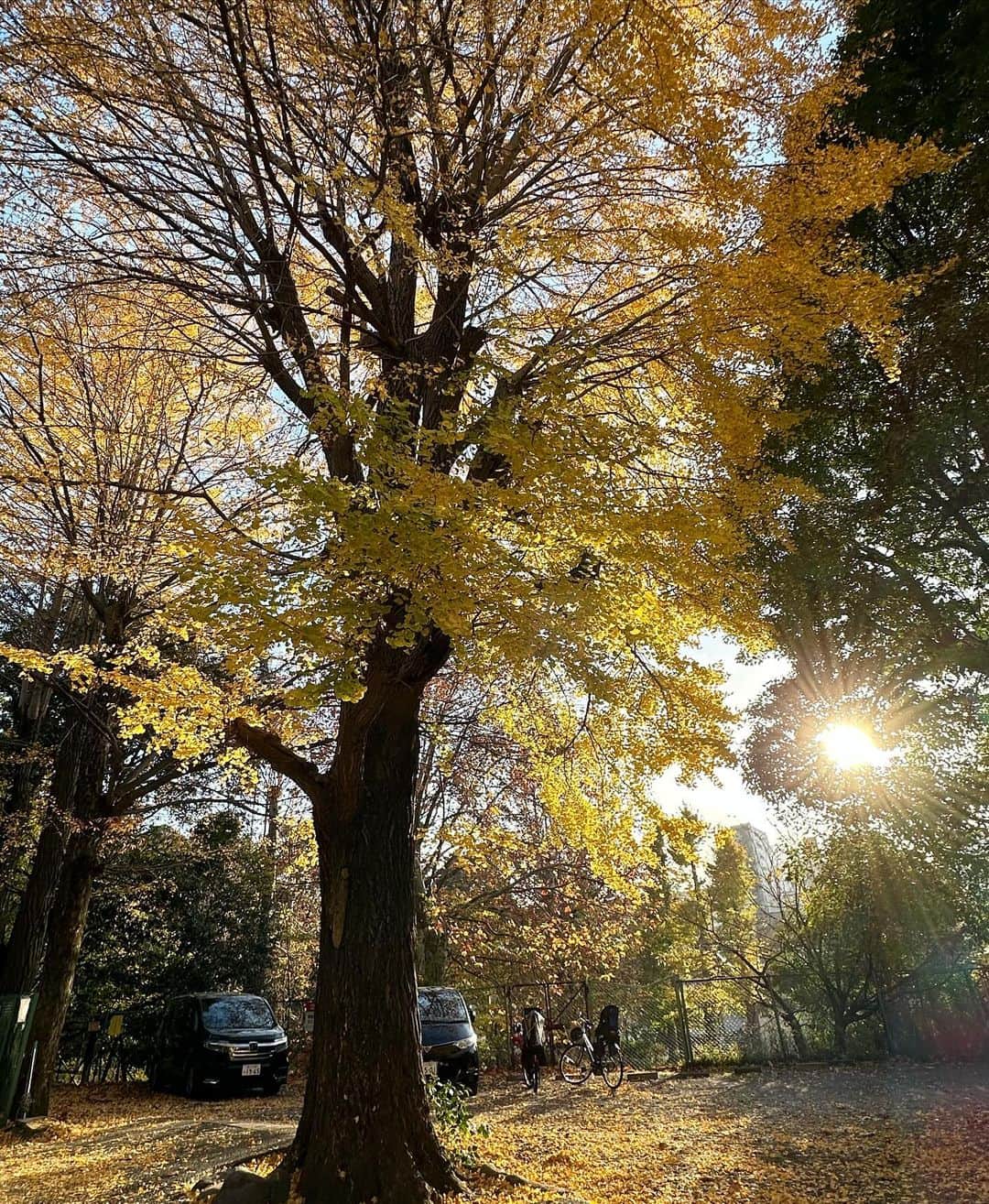 増田有華さんのインスタグラム写真 - (増田有華Instagram)「＊  先日毎月必ず行ってる神社の月詣りに行ってきました。 清々しい天気で散歩がてらずーっと歩いて。気持ちよかった〜。イチョウの木がキラキラ照らされていて美しかったです。  そのまま歩いて、いつもの肌メンテ♡ 今回もメソナJで肌ツルにしてもらいましたっ。もうこれないと生きていけぬ。笑 ハイフとおすすめされたエクソソーム点滴もお願いしました💜 12月肌活おさめ。乾燥する季節、保湿をしっかり、日焼け対策も忘れずします‼︎  ・ ・ ・ #月詣り #メソナj #ハイフ #エクソソーム点滴 #美容 #美容マニア #美肌 #美肌ケア #肌ケア #肌荒れ #肌質改善 #ニキビケア」12月10日 13時50分 - masuyuka_official