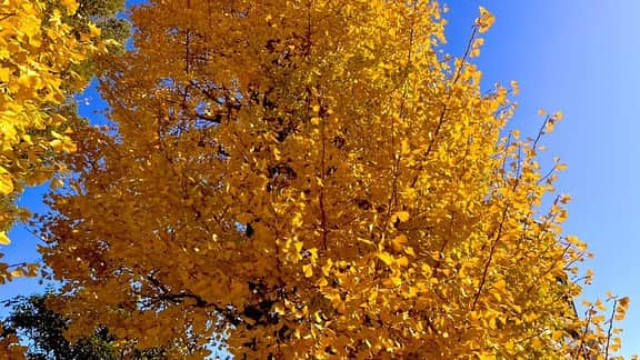 神崎りのあのインスタグラム：「綺麗な紅葉🍁」