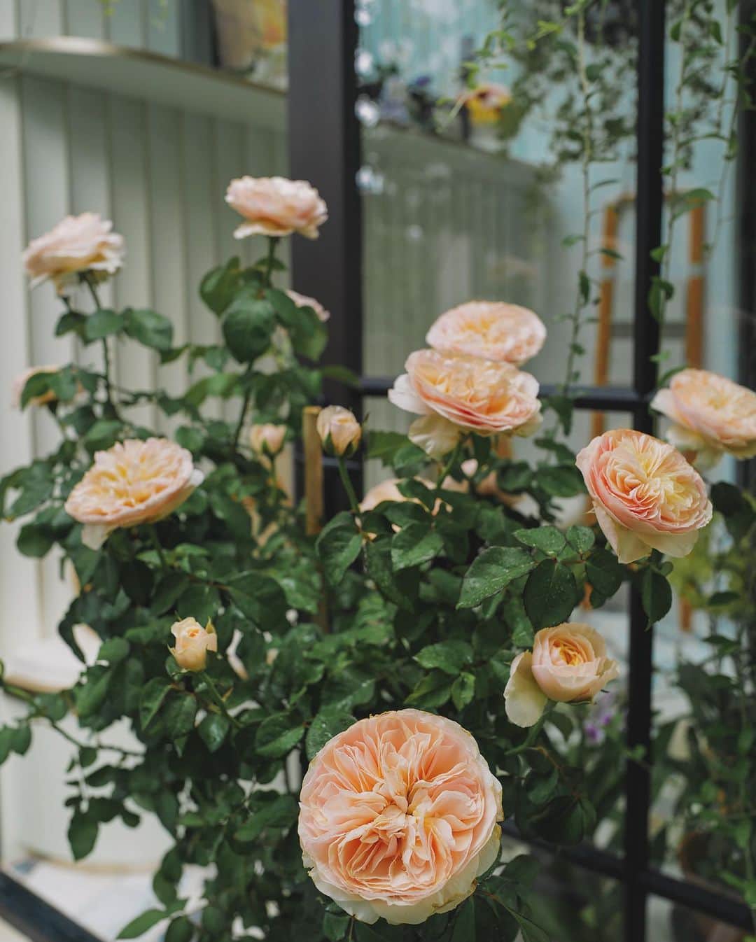 ジェイミー・チュアのインスタグラム：「Unveiling the rare and much coveted Sweet Juliet flourishing in my secret garden. @jamies.secretgarden」