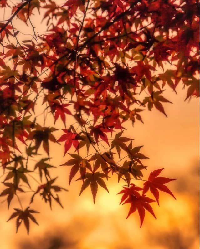 MARIHA Official Instagramのインスタグラム：「. 'I see brilliant shades of crimson glowing when the day is done' ~ Hazelmairie Elliott  @makiko_makomo  #mariha #inspirationoftheday #imageoftheday #花鳥風月 #マリハ」