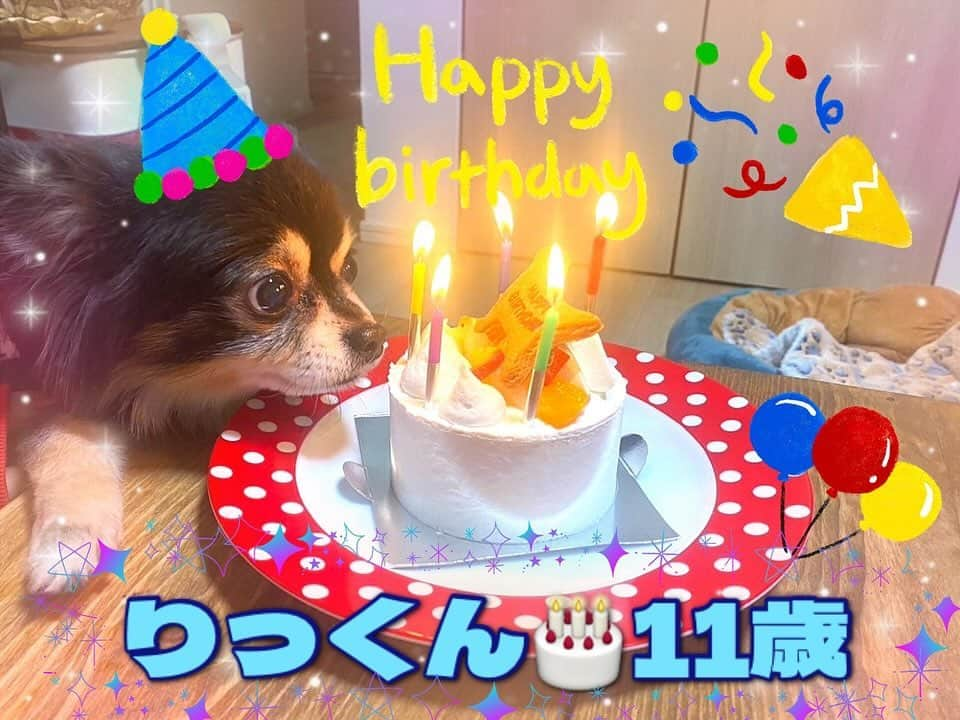 北川エリカさんのインスタグラム写真 - (北川エリカInstagram)「12月9日りっくんも誕生日🎂♥️ ケーキ🎂買ってお祝いしたよー♥️ 11歳🐶 老犬になってきたけど、いつまでも甘えん坊のママ一筋の可愛いりっくん♥️ いつもあたしの事見てて、おもちゃにも興味なしで人間入ってんじゃないか思うけどw🤣 長生きしてね、りっくん♥️  *  #愛犬  #誕生日  #やきもちまん  #りく  #チワワ」12月10日 15時10分 - kitagawa_erika1209