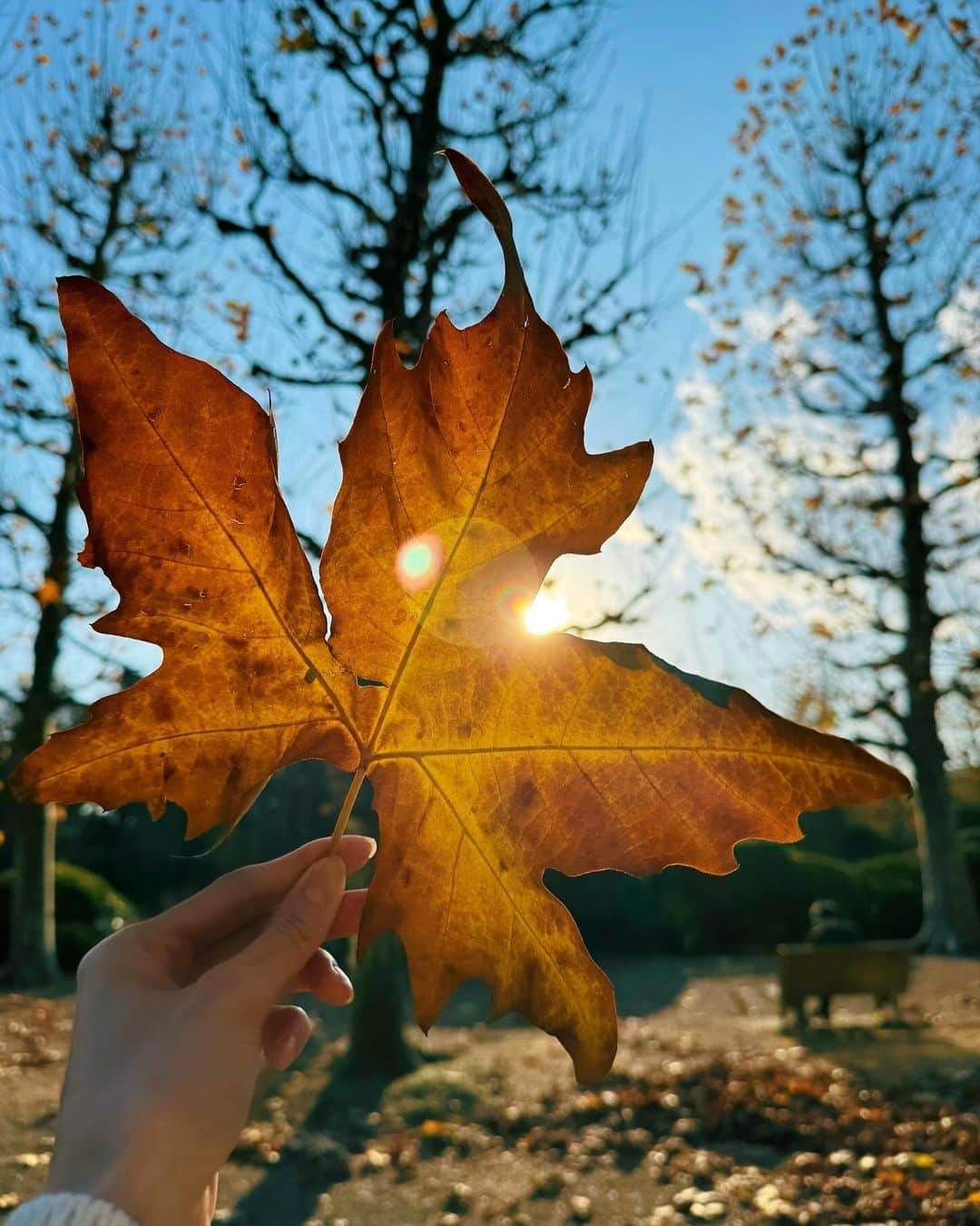 小林ようさんのインスタグラム写真 - (小林ようInstagram)「数年ぶりの新宿御苑🍁 もう少し家が近かったら年パス買ってたな。  #botanical #garden #autumnvibes #winteriscoming #tokyo #新宿御苑 #紅葉 #秋 #冬 #公園 #🍁」12月10日 15時47分 - yoco12