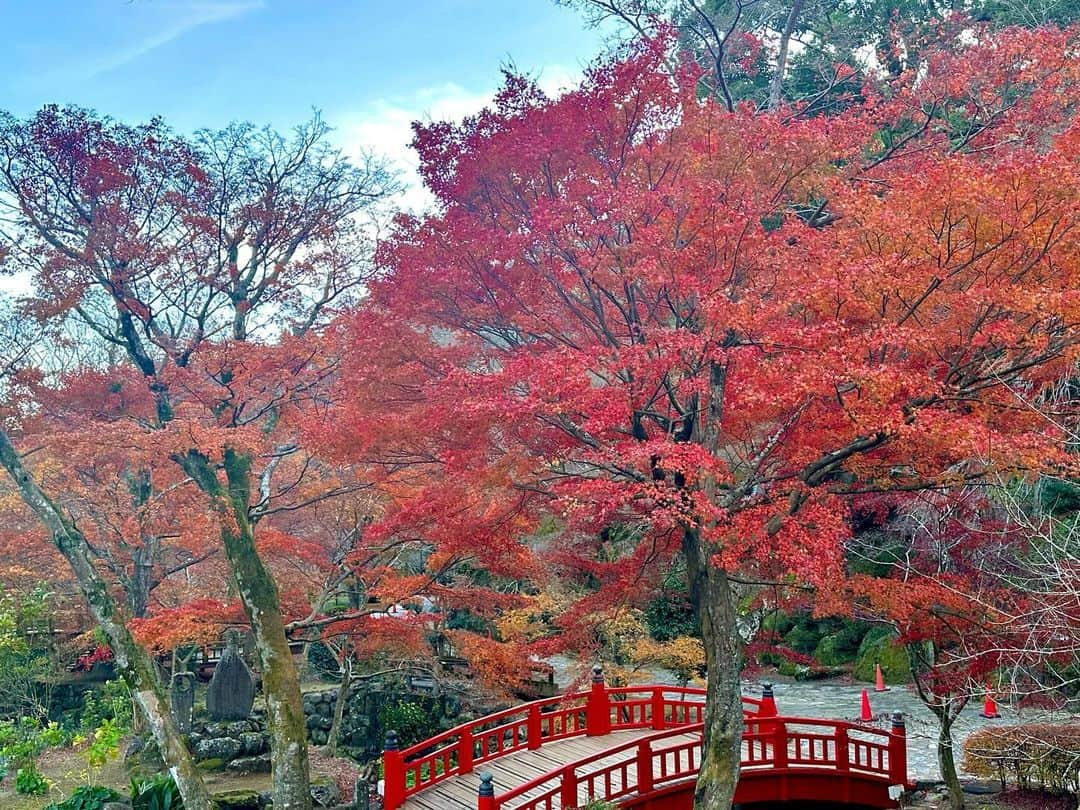 穂川果音さんのインスタグラム写真 - (穂川果音Instagram)「熱海の紅葉終わるギリギリでしたが、見に行ってきました🍁 熱海梅園は、梅だけでなく紅葉もありお散歩にオススメです✨  はぁ、紅葉のシーズン終わってしまって悲しい、、 ここからはクリスマスツリーハンターに切り替えます笑笑  #紅葉2023 #熱海観光 #熱海　#autumnleaves #japantravel #japanautumn」12月10日 16時32分 - hokawakanonn