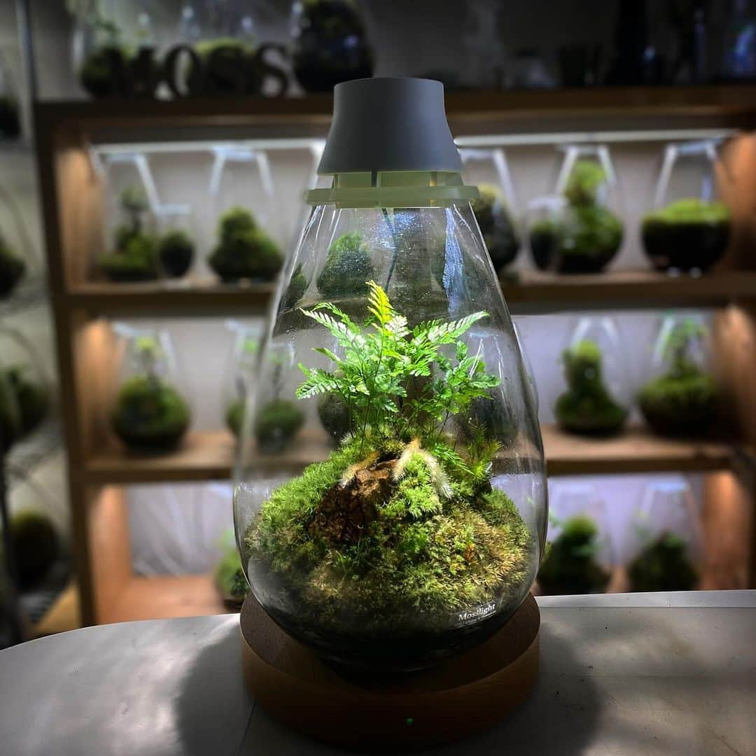 Mosslight-LEDのインスタグラム：「Mosslight  トキワシノブ Davallia mariesii  #mosslight  #モスライト  #terrarium #テラリウム #コケテラリウム」