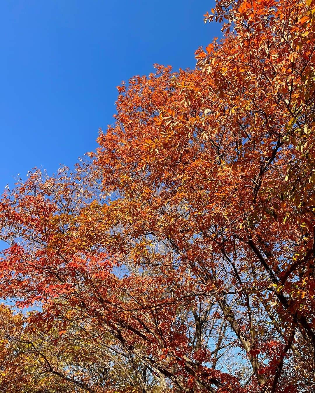 松村未央さんのインスタグラム写真 - (松村未央Instagram)「🍁🍁 12月とは思えない暖かさ☀️ ニット一枚でちょうど良かったです🍊  軽くお弁当も作ってピクニック〜🧺 じぃじばぁばが一緒に来てくれました🧓🏻👵🏻  気温のアップダウンが激しい毎日ですが みなさま、どうぞご自愛ください😌  #公園日和 #紅葉 #ピクニック」12月10日 17時06分 - mio.matsumura_