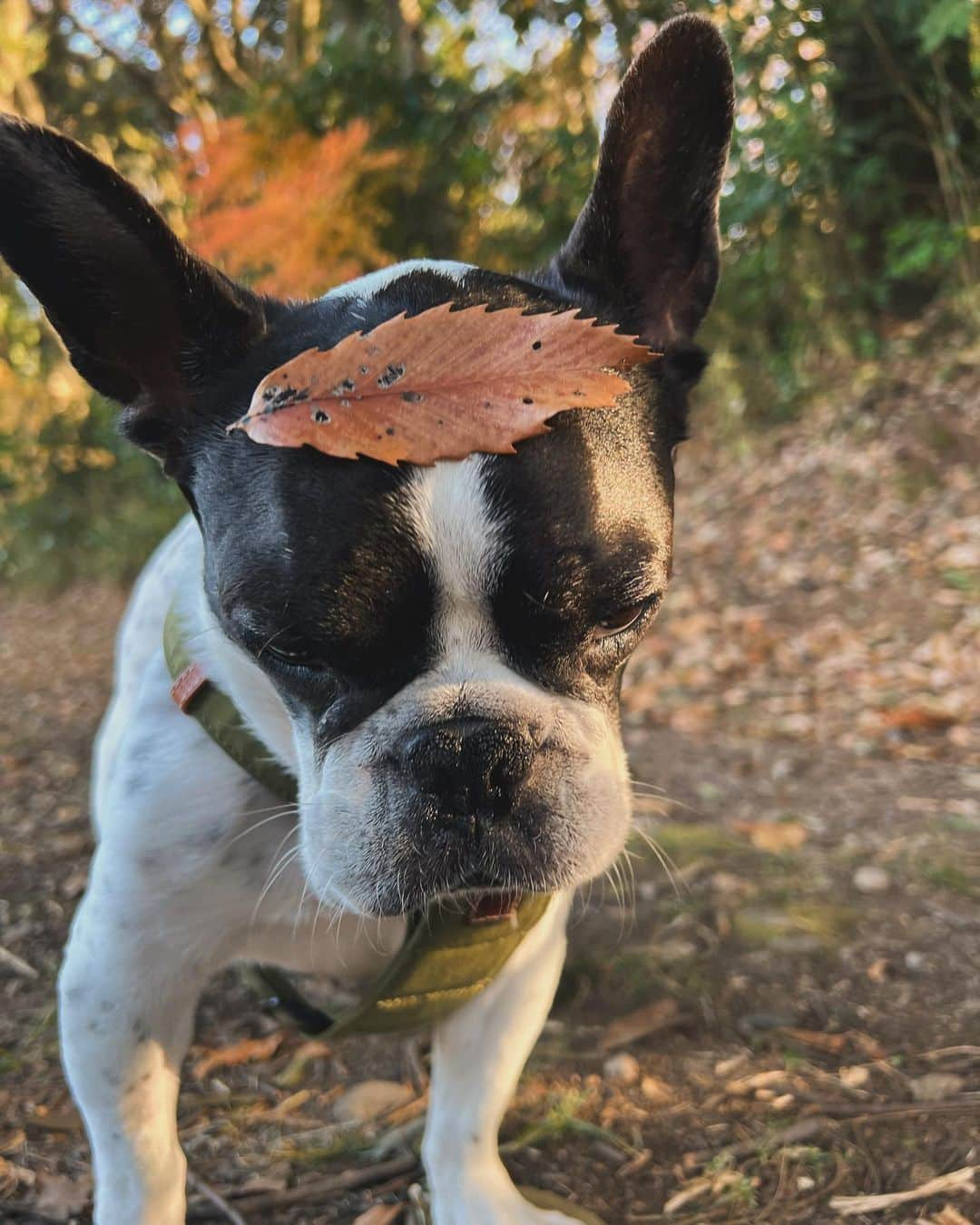 アムのインスタグラム：「今日はママとお出掛け〜イチョウがたくさんだったね🍂 お日様たくさん浴びて気持ちよかったなあ〜」