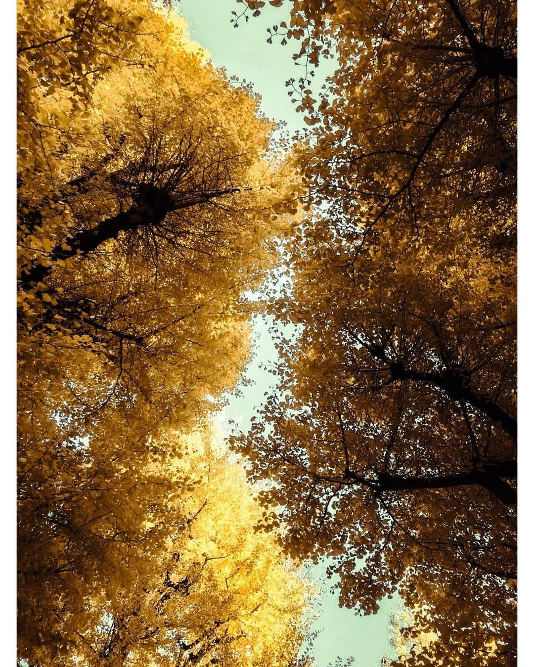 kazhixさんのインスタグラム写真 - (kazhixInstagram)「Tokyo Rhapsody  -Ginkgo tree avenue-  紅葉はまだギリ間に合いそうですね😌  shot on iphone7  #映画のワンシーンのような一枚を   #ShotoniPhone #apple #instagram  #igersjp #HelloFrom Tokyo #ファインダー越しの私の世界  #tokyocameraclub #mst_photo #daily_photo_jpn #tokyoartsandculture #JapanCityBlues #TokyoTokyo #streetfinder #eyephotomagazine #cinema_streets  #urbanromantix #street_avengers #streetleaks #sublimestreet #streets_storytelling #storyofthestreet #streetsgrammer #streetmoment #voidtokyo  #streetgrammers #shadow_magazine #subshooters」12月10日 18時09分 - kazhix