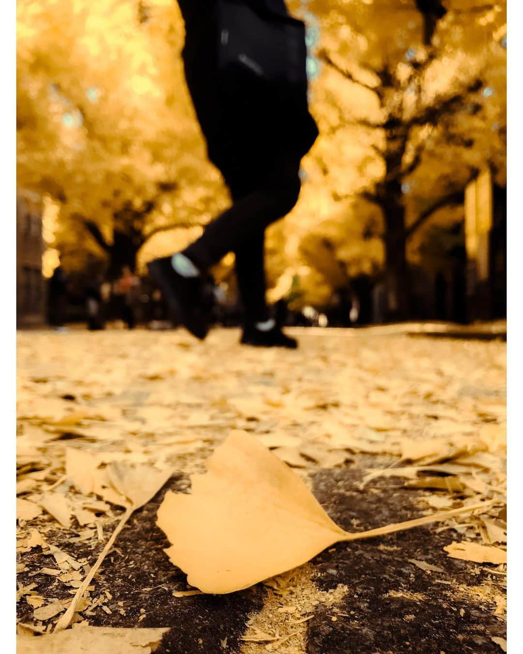 kazhixさんのインスタグラム写真 - (kazhixInstagram)「Tokyo Rhapsody  -Ginkgo tree avenue-  紅葉はまだギリ間に合いそうですね😌  shot on iphone7  #映画のワンシーンのような一枚を   #ShotoniPhone #apple #instagram  #igersjp #HelloFrom Tokyo #ファインダー越しの私の世界  #tokyocameraclub #mst_photo #daily_photo_jpn #tokyoartsandculture #JapanCityBlues #TokyoTokyo #streetfinder #eyephotomagazine #cinema_streets  #urbanromantix #street_avengers #streetleaks #sublimestreet #streets_storytelling #storyofthestreet #streetsgrammer #streetmoment #voidtokyo  #streetgrammers #shadow_magazine #subshooters」12月10日 18時09分 - kazhix