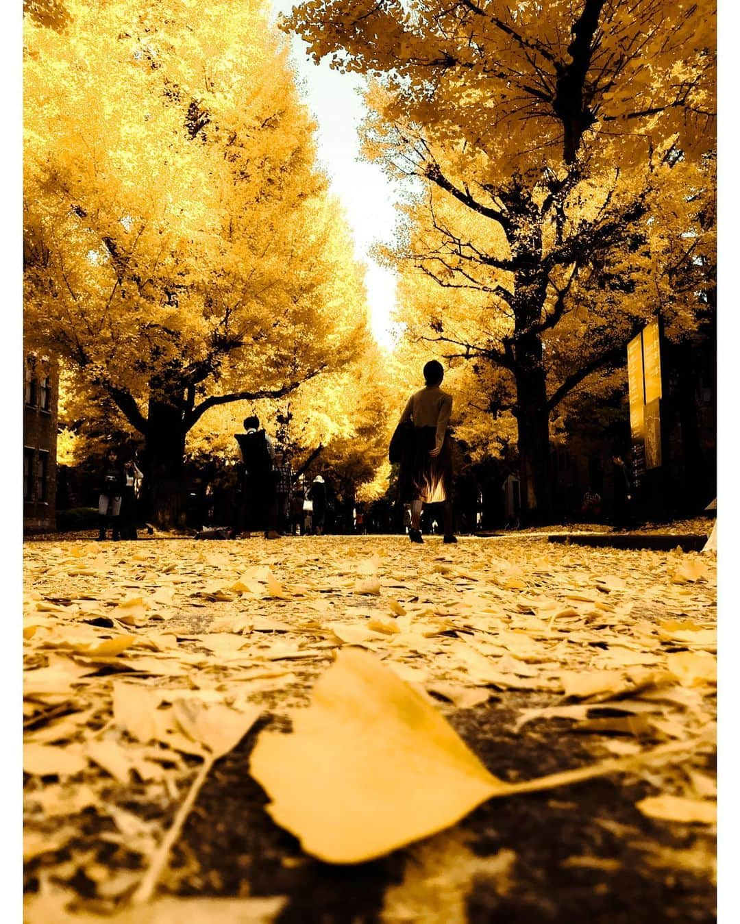 kazhixさんのインスタグラム写真 - (kazhixInstagram)「Tokyo Rhapsody  -Ginkgo tree avenue-  紅葉はまだギリ間に合いそうですね😌  shot on iphone7  #映画のワンシーンのような一枚を   #ShotoniPhone #apple #instagram  #igersjp #HelloFrom Tokyo #ファインダー越しの私の世界  #tokyocameraclub #mst_photo #daily_photo_jpn #tokyoartsandculture #JapanCityBlues #TokyoTokyo #streetfinder #eyephotomagazine #cinema_streets  #urbanromantix #street_avengers #streetleaks #sublimestreet #streets_storytelling #storyofthestreet #streetsgrammer #streetmoment #voidtokyo  #streetgrammers #shadow_magazine #subshooters」12月10日 18時09分 - kazhix