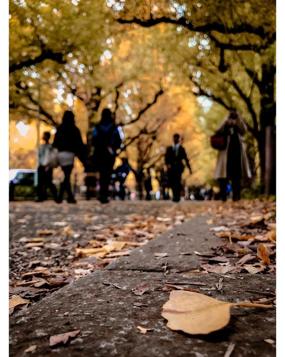 kazhixさんのインスタグラム写真 - (kazhixInstagram)「Tokyo Rhapsody  -Ginkgo tree avenue-  紅葉はまだギリ間に合いそうですね😌  shot on iphone7  #映画のワンシーンのような一枚を   #ShotoniPhone #apple #instagram  #igersjp #HelloFrom Tokyo #ファインダー越しの私の世界  #tokyocameraclub #mst_photo #daily_photo_jpn #tokyoartsandculture #JapanCityBlues #TokyoTokyo #streetfinder #eyephotomagazine #cinema_streets  #urbanromantix #street_avengers #streetleaks #sublimestreet #streets_storytelling #storyofthestreet #streetsgrammer #streetmoment #voidtokyo  #streetgrammers #shadow_magazine #subshooters」12月10日 18時09分 - kazhix