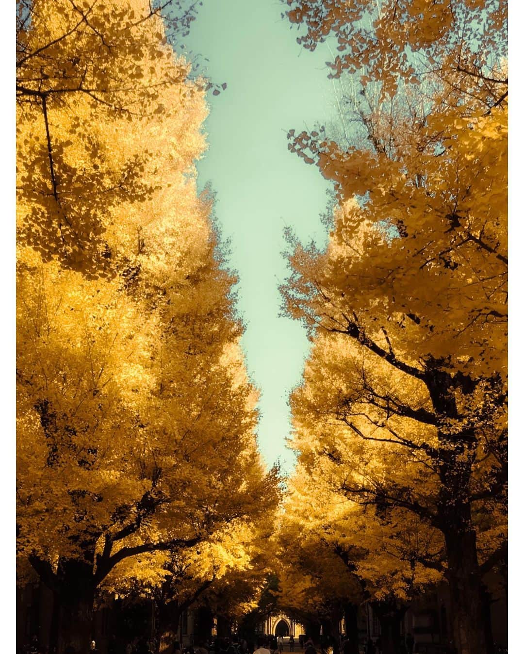 kazhixさんのインスタグラム写真 - (kazhixInstagram)「Tokyo Rhapsody  -Ginkgo tree avenue-  紅葉はまだギリ間に合いそうですね😌  shot on iphone7  #映画のワンシーンのような一枚を   #ShotoniPhone #apple #instagram  #igersjp #HelloFrom Tokyo #ファインダー越しの私の世界  #tokyocameraclub #mst_photo #daily_photo_jpn #tokyoartsandculture #JapanCityBlues #TokyoTokyo #streetfinder #eyephotomagazine #cinema_streets  #urbanromantix #street_avengers #streetleaks #sublimestreet #streets_storytelling #storyofthestreet #streetsgrammer #streetmoment #voidtokyo  #streetgrammers #shadow_magazine #subshooters」12月10日 18時09分 - kazhix