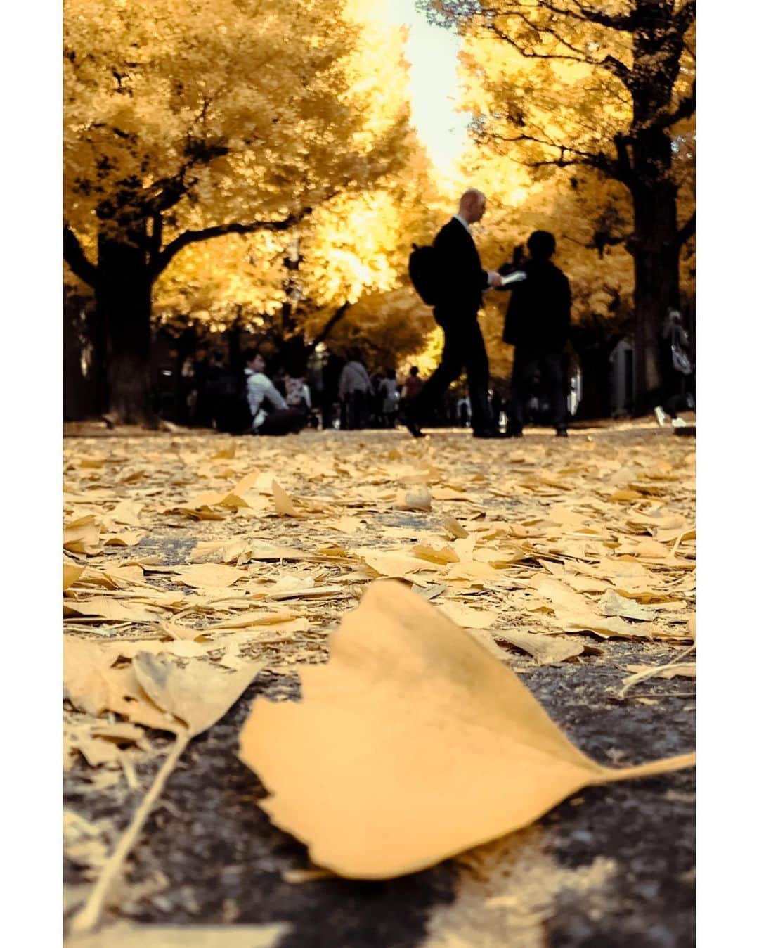 kazhixさんのインスタグラム写真 - (kazhixInstagram)「Tokyo Rhapsody  -Ginkgo tree avenue-  紅葉はまだギリ間に合いそうですね😌  shot on iphone7  #映画のワンシーンのような一枚を   #ShotoniPhone #apple #instagram  #igersjp #HelloFrom Tokyo #ファインダー越しの私の世界  #tokyocameraclub #mst_photo #daily_photo_jpn #tokyoartsandculture #JapanCityBlues #TokyoTokyo #streetfinder #eyephotomagazine #cinema_streets  #urbanromantix #street_avengers #streetleaks #sublimestreet #streets_storytelling #storyofthestreet #streetsgrammer #streetmoment #voidtokyo  #streetgrammers #shadow_magazine #subshooters」12月10日 18時09分 - kazhix