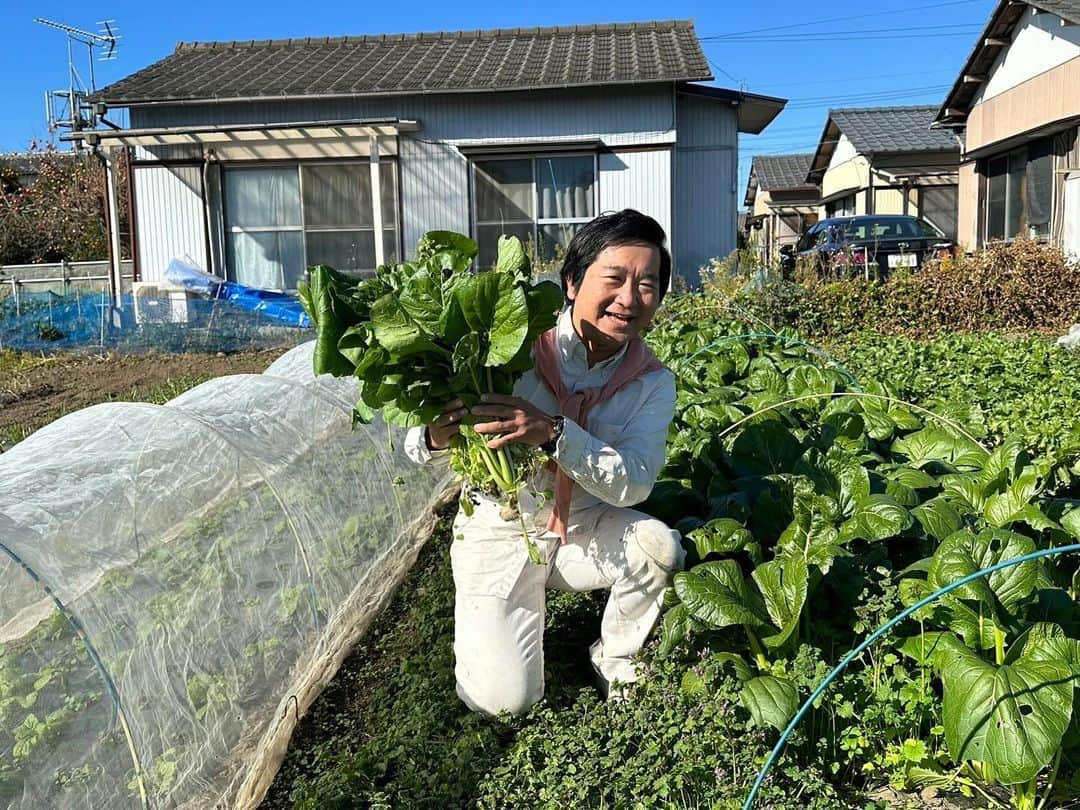 小石田純一のインスタグラム：「小松菜を収穫しました。農業やってます。詳しくはYouTube「小石田Jチャンネル」をチェックしてください！  #小石田Jチャンネル #小石田農園 #農業youtube  #小松菜  #葉物野菜  #小石田純一 #お笑い芸人 #ものまね芸人 #兼業農家 #youtuber」