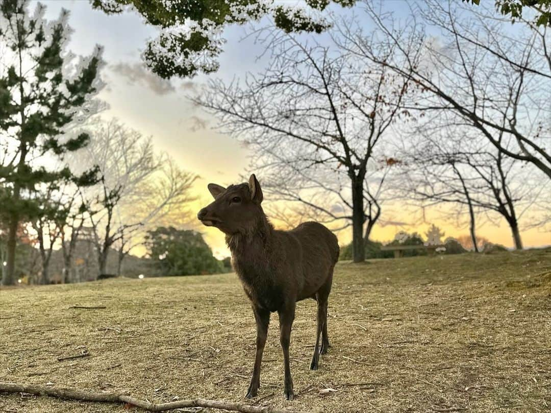 YuhKawasakiさんのインスタグラム写真 - (YuhKawasakiInstagram)「📍 Todaiji Temple 🦌🍁🖐️ ： ： ： ： ： ： #TodaijiTemple #東大寺#奈良紅葉#奈良観光#奈良旅行#奈良県 #奈良デート#narapark #奈良公園#narajapan #お寺巡り #マックスマーラ#シャネルバッグ #冬コーデ #コートコーデ #ロングコート#」12月10日 18時10分 - yuhkawasaki