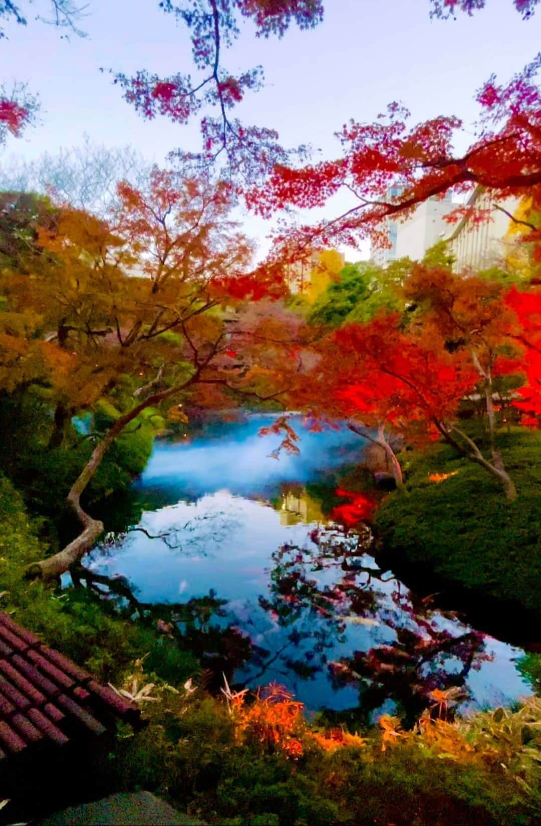 マイケル富岡のインスタグラム：「癒されますな…紅葉×和風景 美し過ぎる日本の庭園♡マイコーカンドー♪ #beautiful #japan #shooting #location #fall #colors #actor #actorslife #日本の美 #美しい日本 #紅葉 #撮影 #庭園 #癒し #鯉 #ロケ #食 #旅 #マイケル富岡 #タレント #俳優」